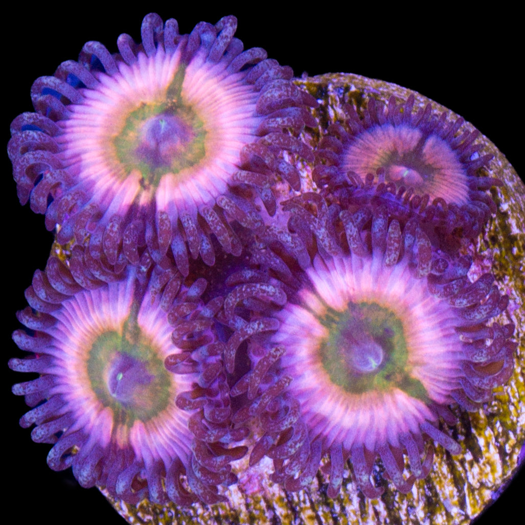 Zoa ?
