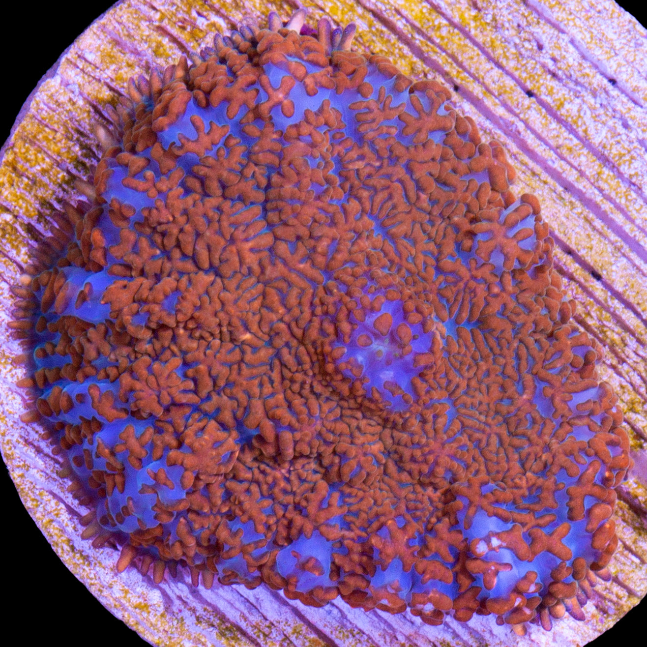 Superman Bullseye Mushroom