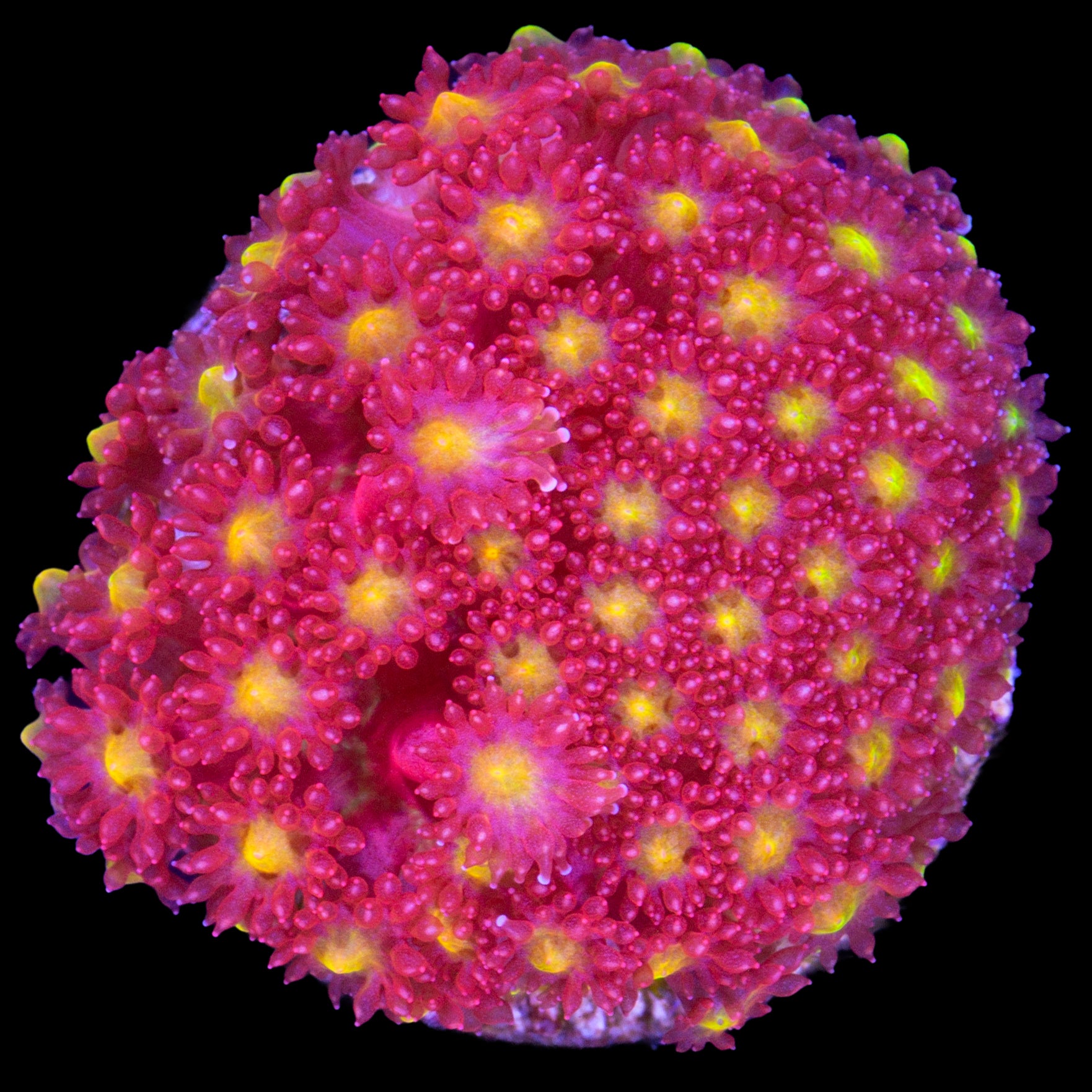 Strawberry Fields Bernardpora Coral
