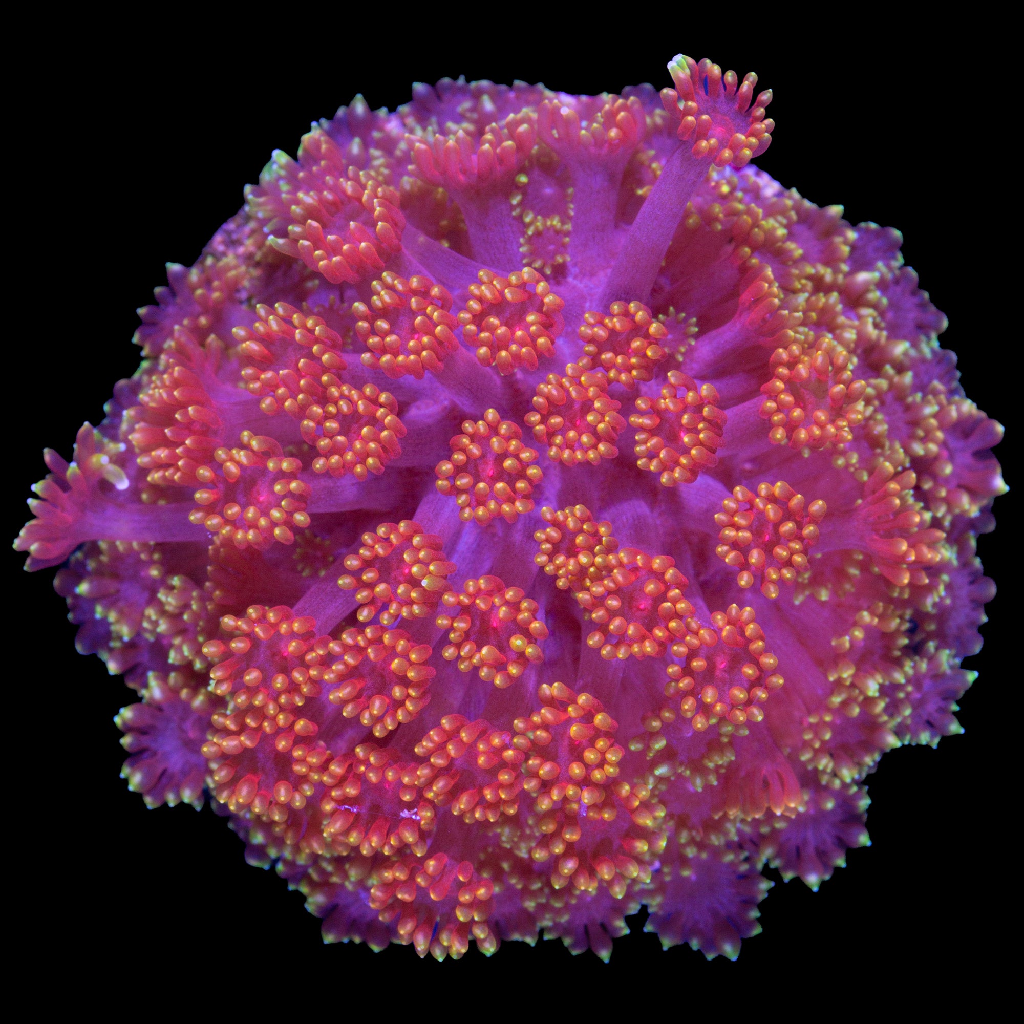 Rainbow Bernardpora Coral