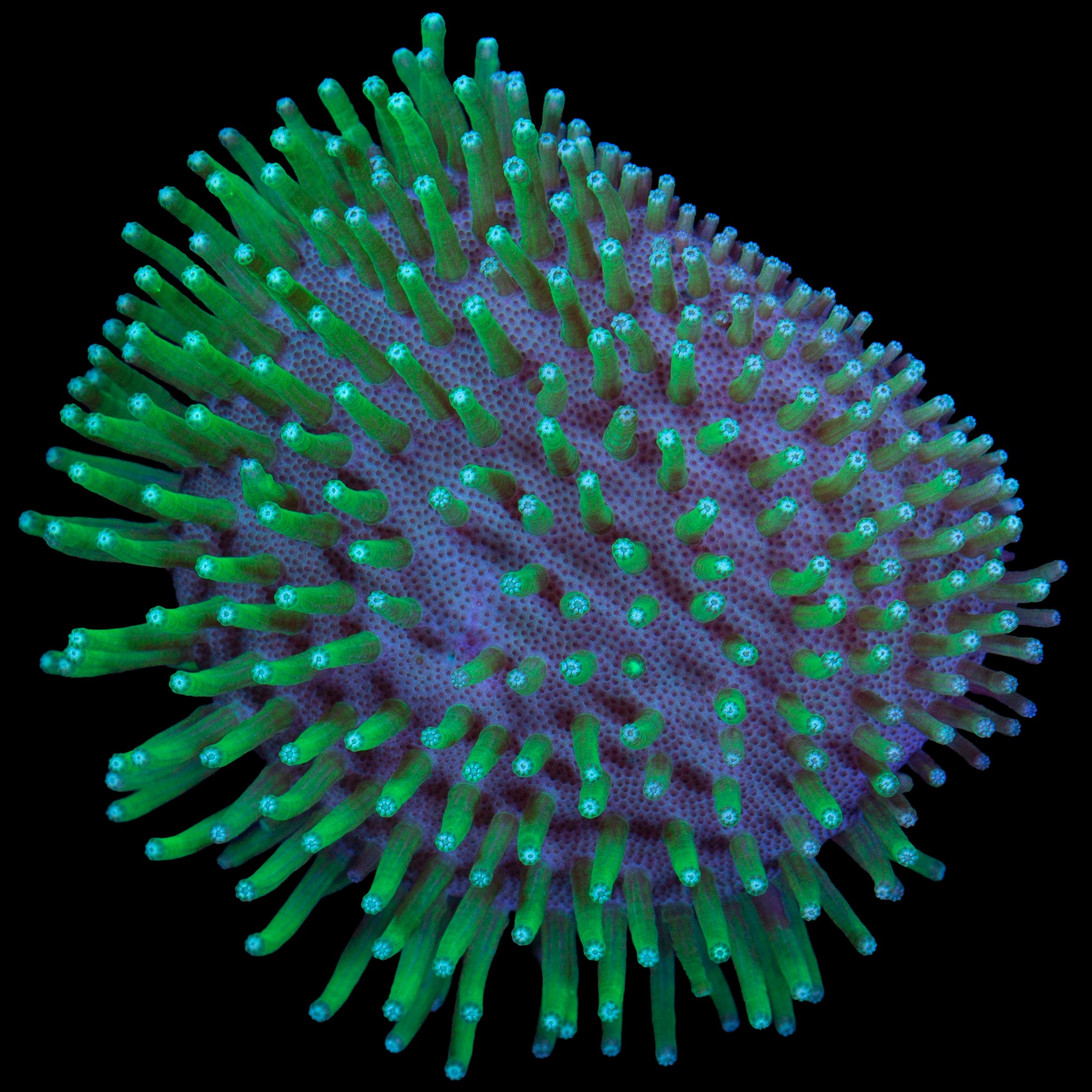 Japanese Green Long Polyp Toadstool Leather Coral