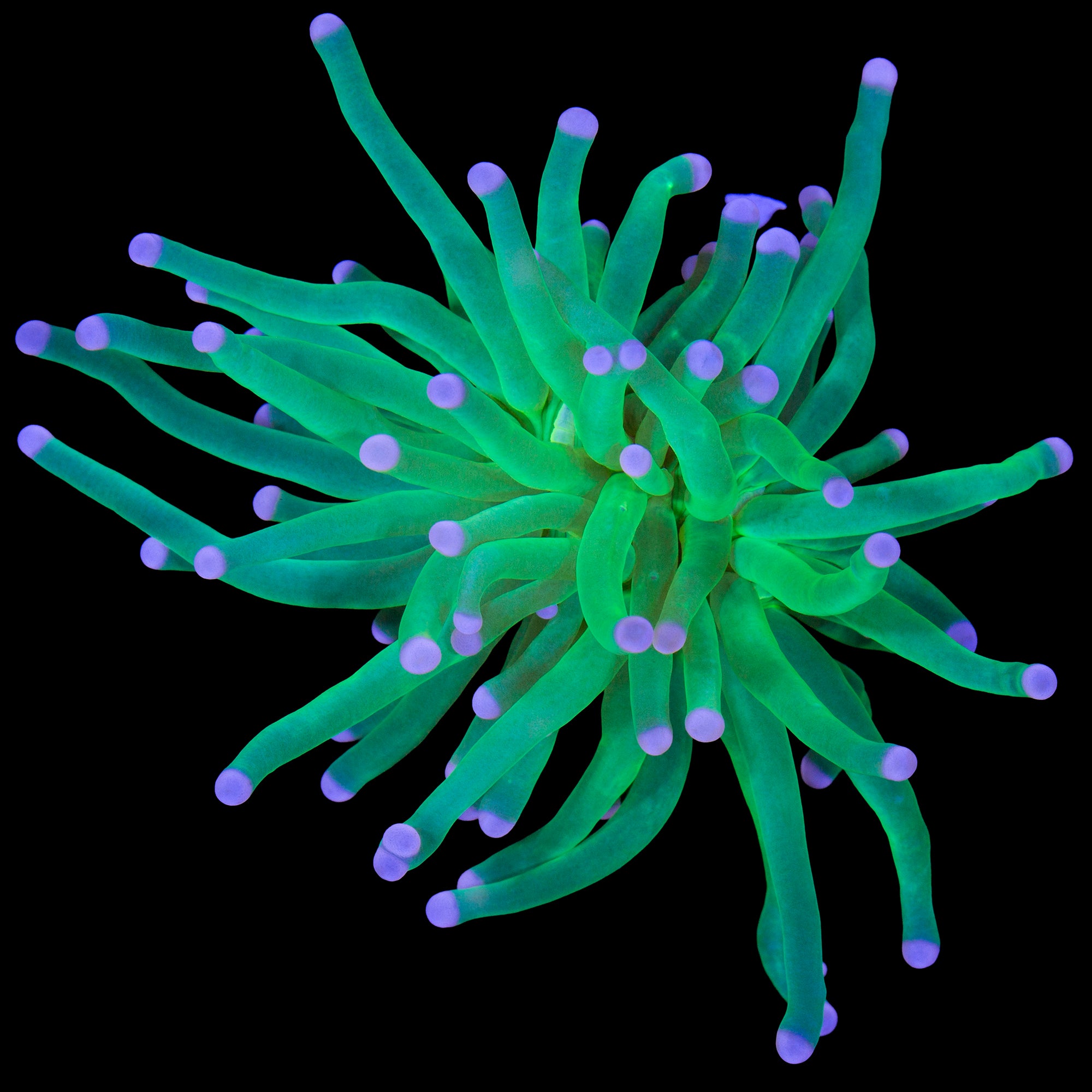 Cotton Candy Torch Coral