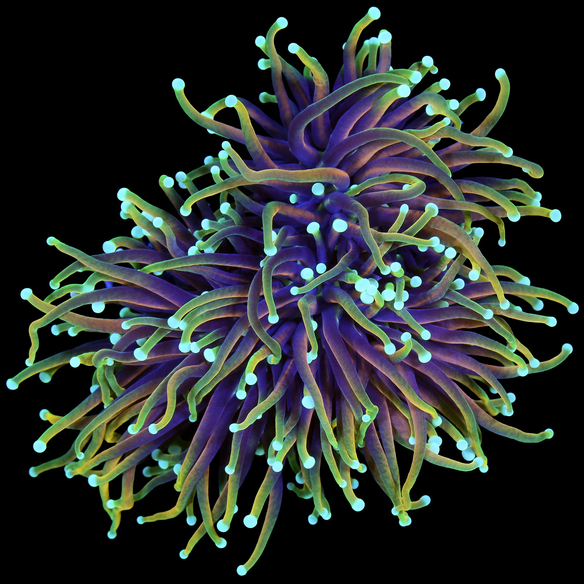 Dragon Soul Torch Coral