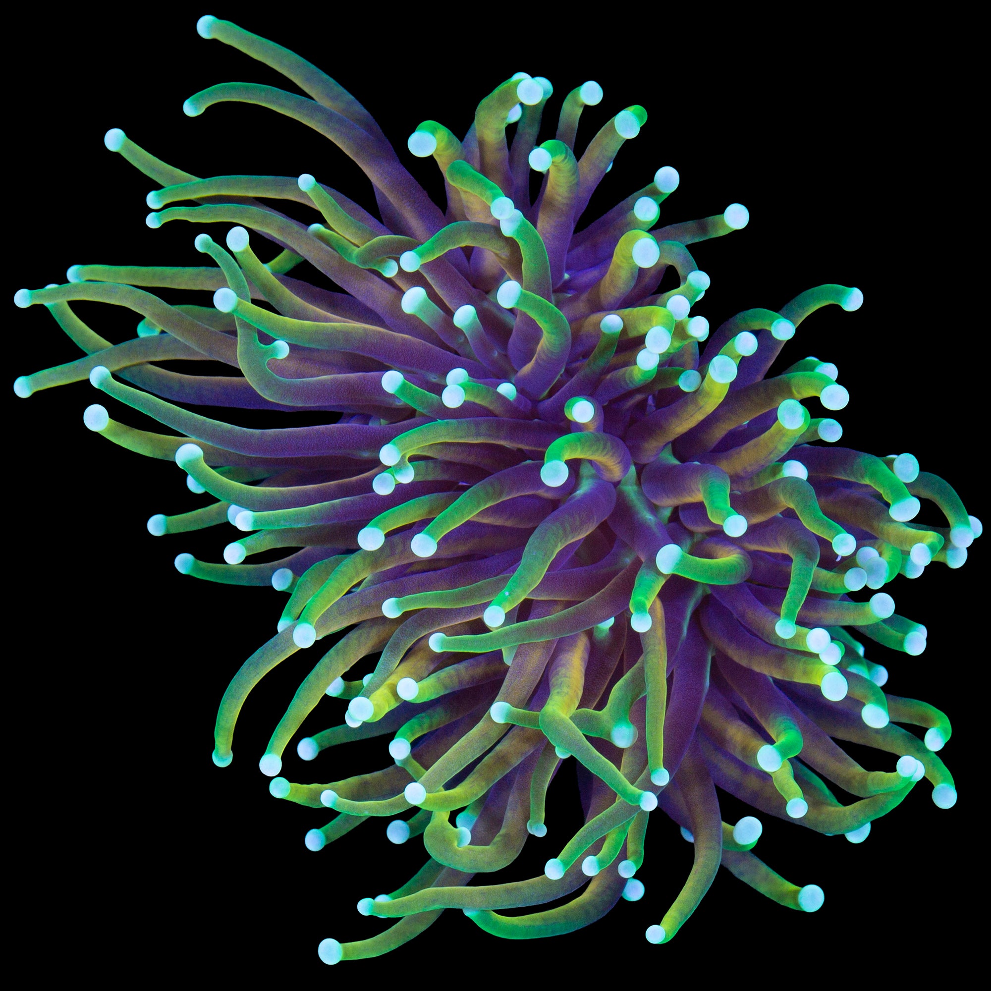 Dragon Soul Torch Coral