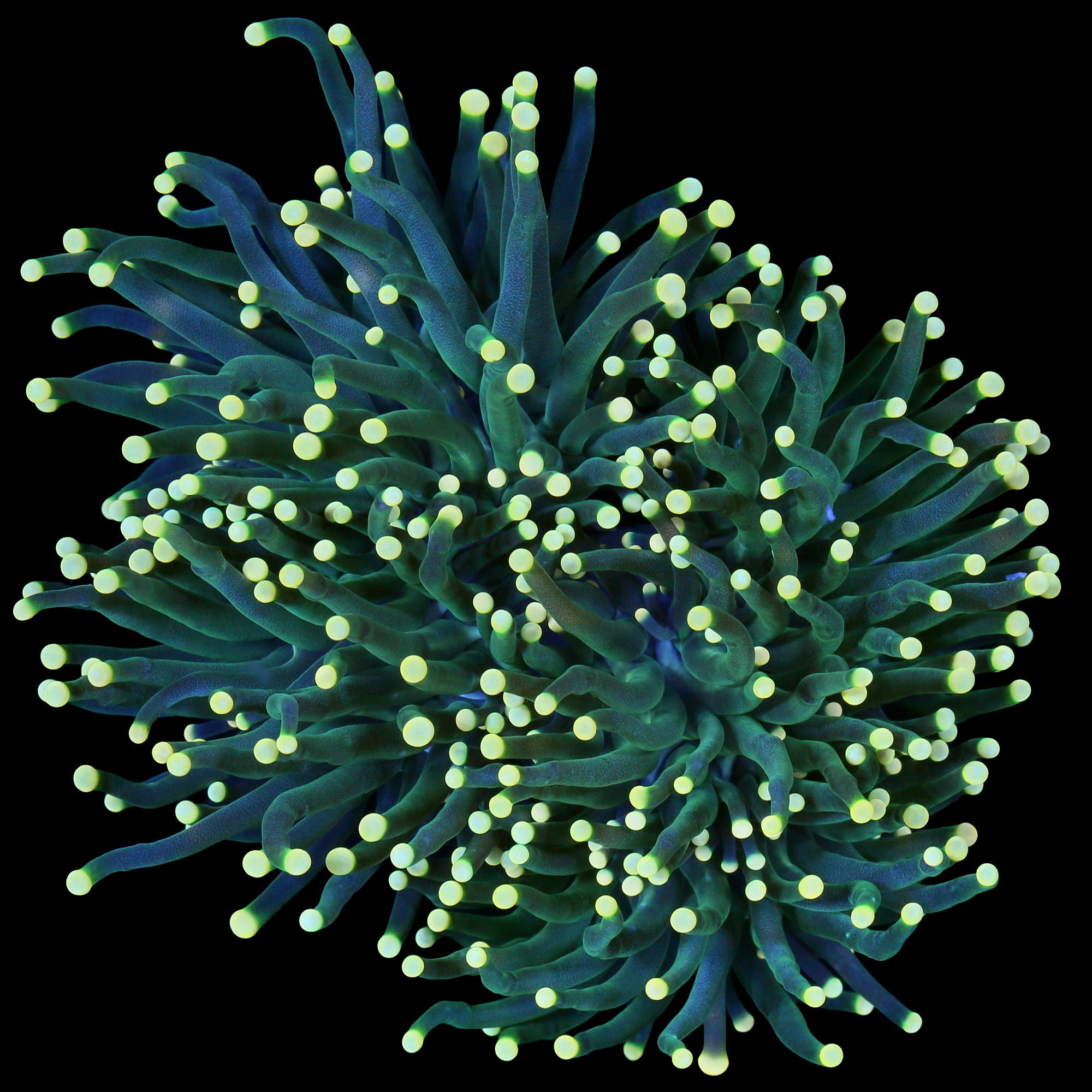 Yellow Tip Torch Coral