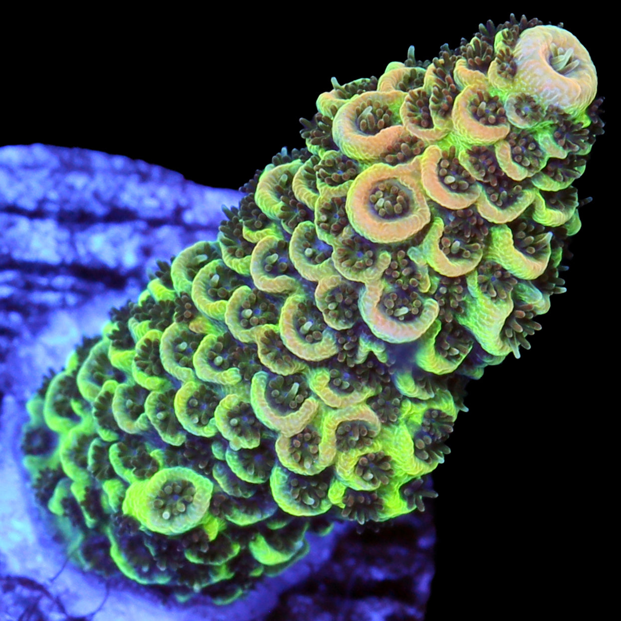 Sunshine Millepora Acropora Coral