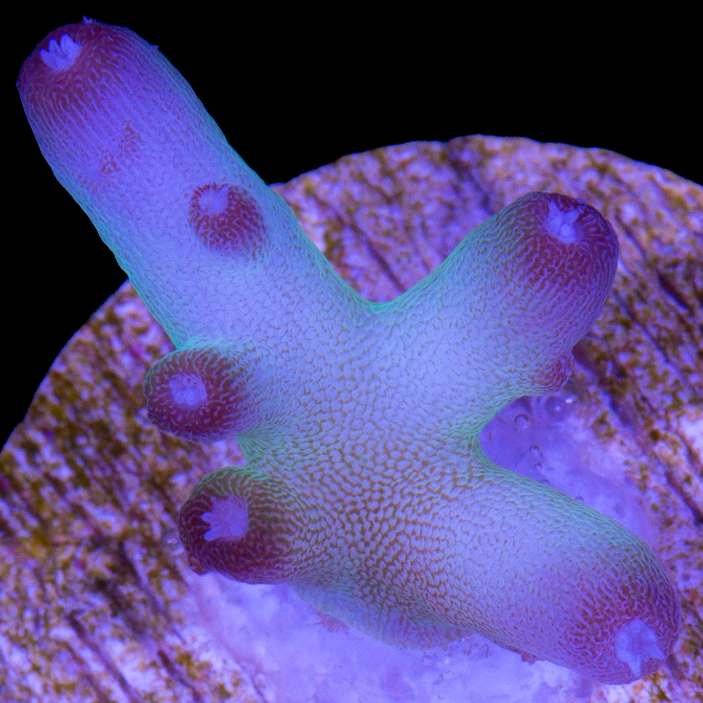 Vivid's Northern Lights Granulosa Acropora Coral