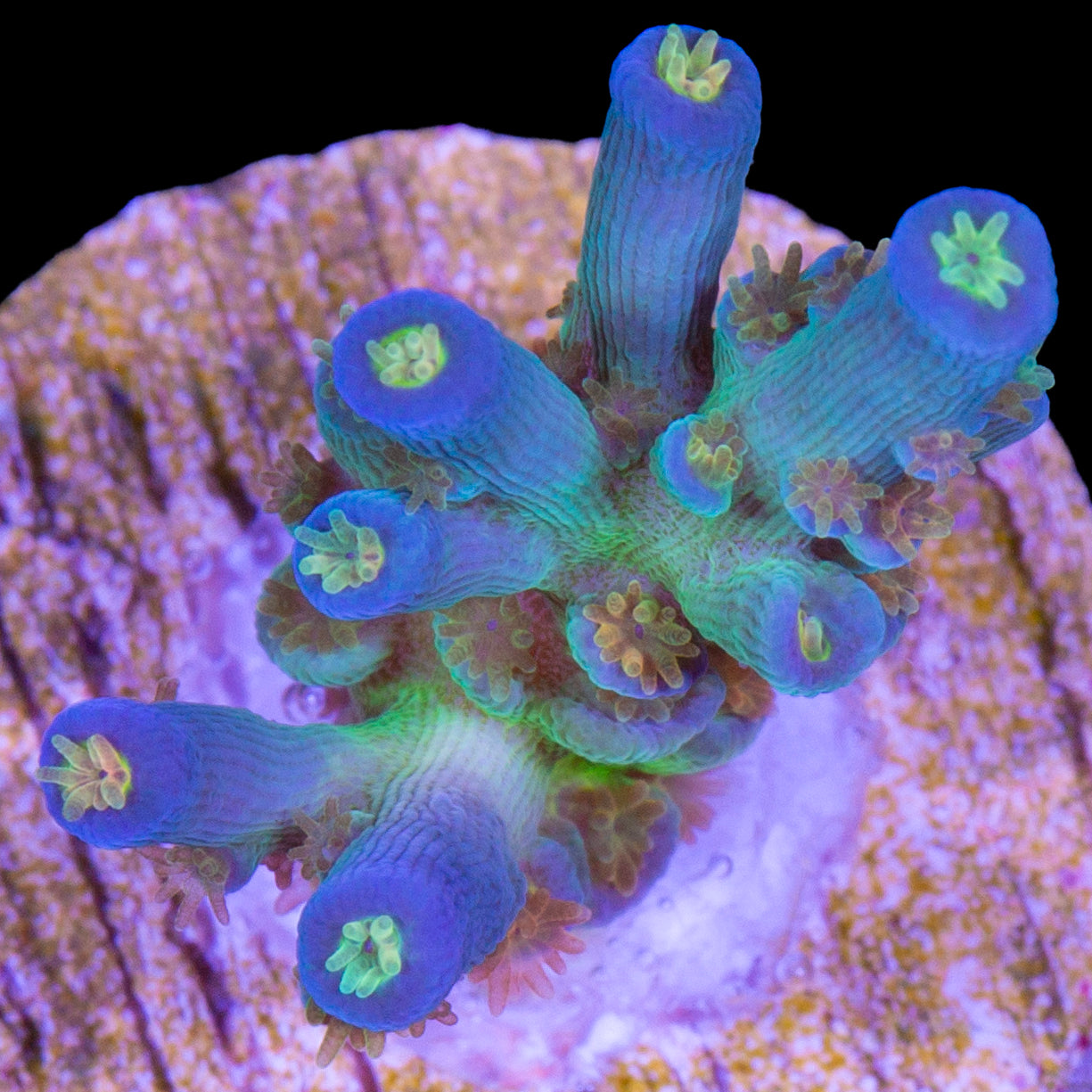 SC Orange Passion Acropora Coral