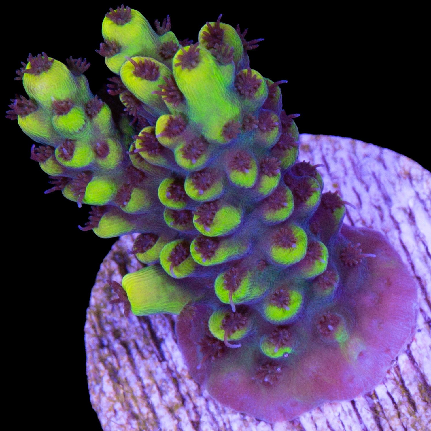 Vivid's Yellowjacket Acropora Coral
