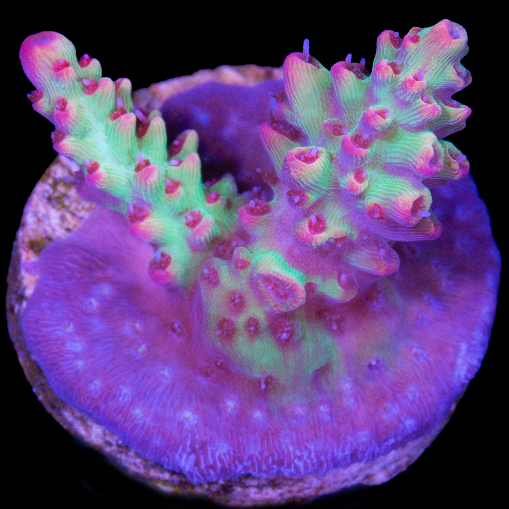 Strawberry Shortcake Acropora Coral