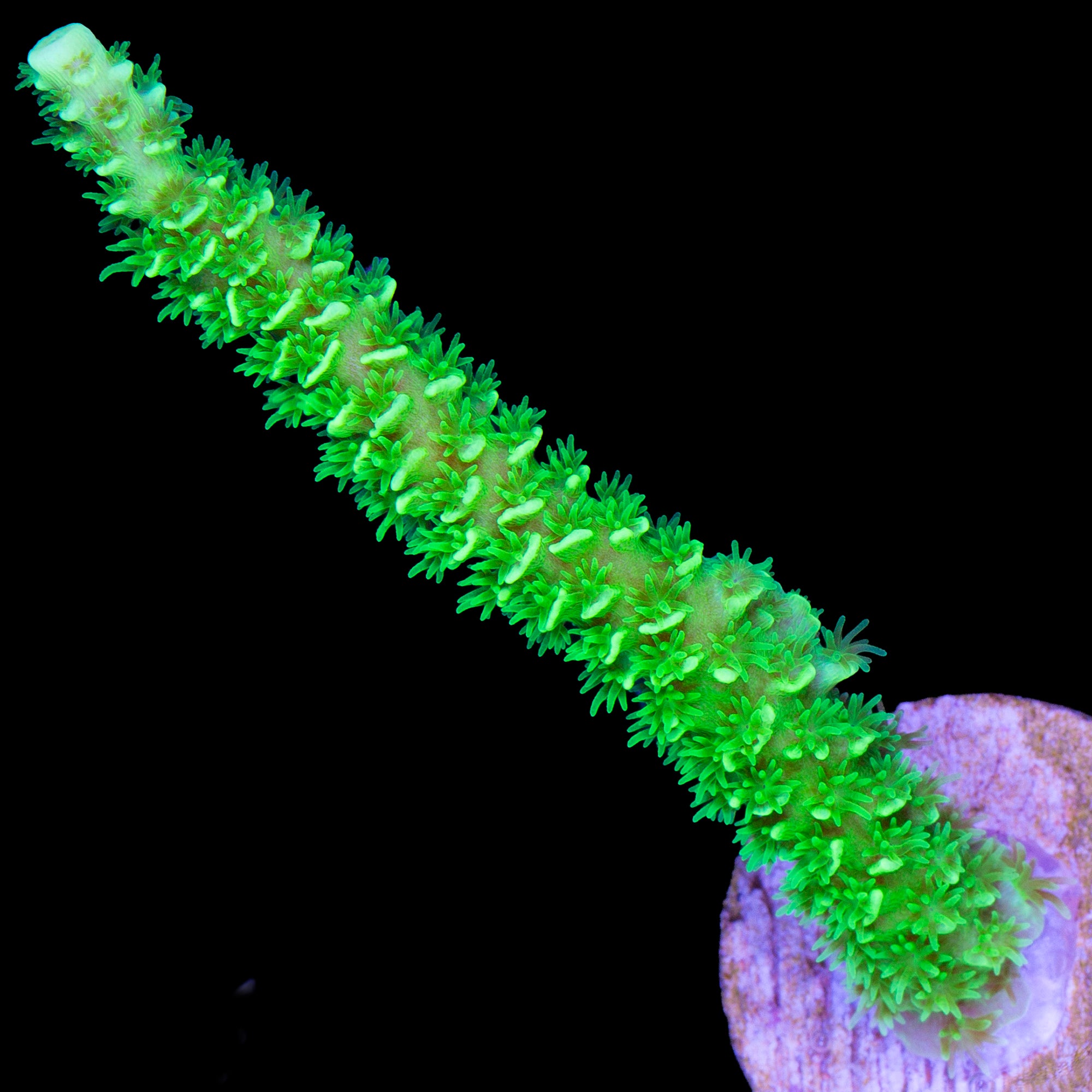 Vivid's Green Lantern Tenuis Acropora Coral