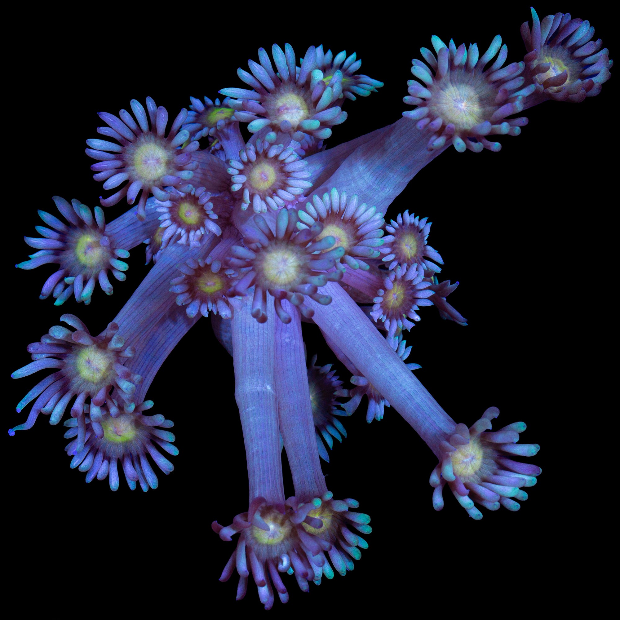 Yellow Eye Goniopora Coral - Lg Frag