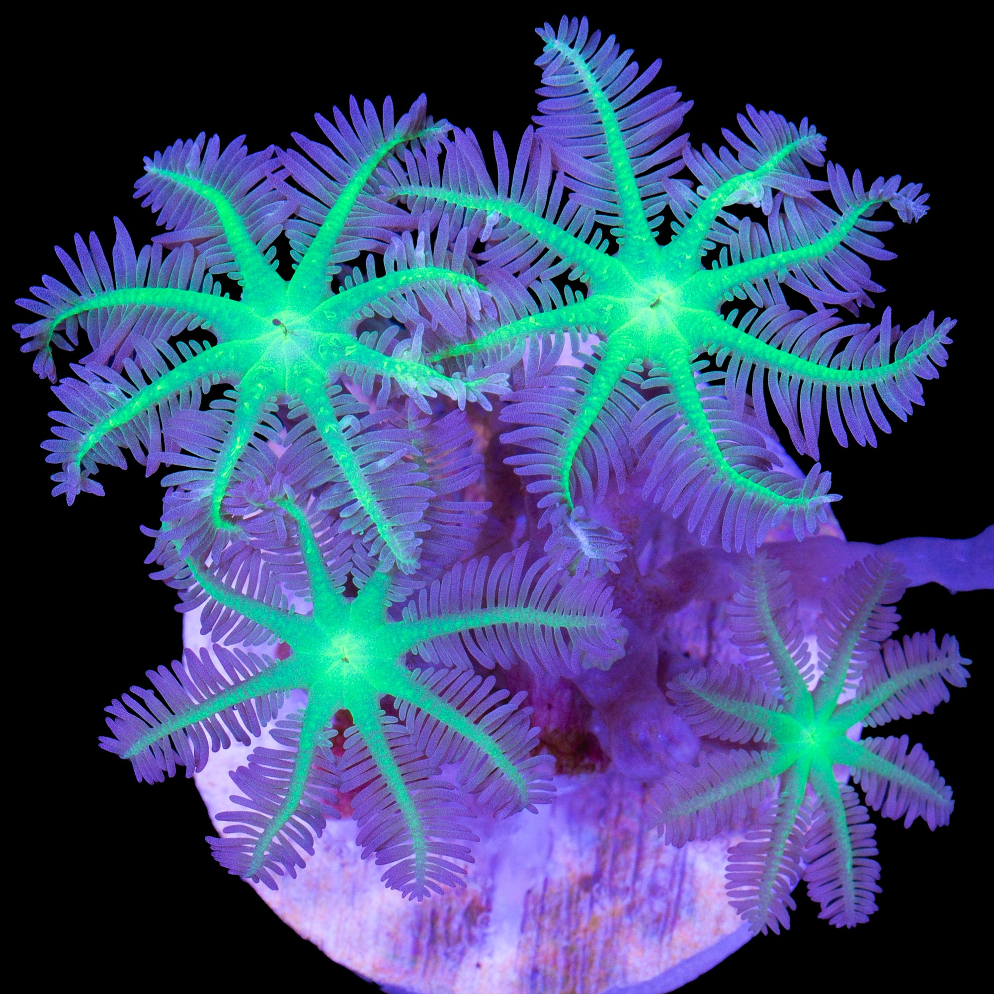 Neon Green Clove Polyps