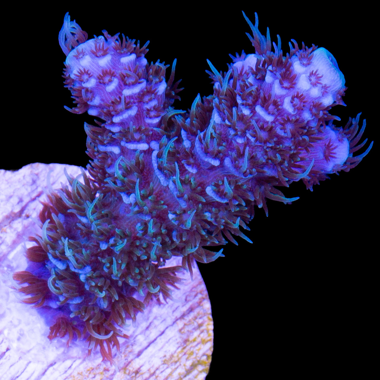 Vivid's Sapphire Blue Millepora Acropora Coral - 800 Grown