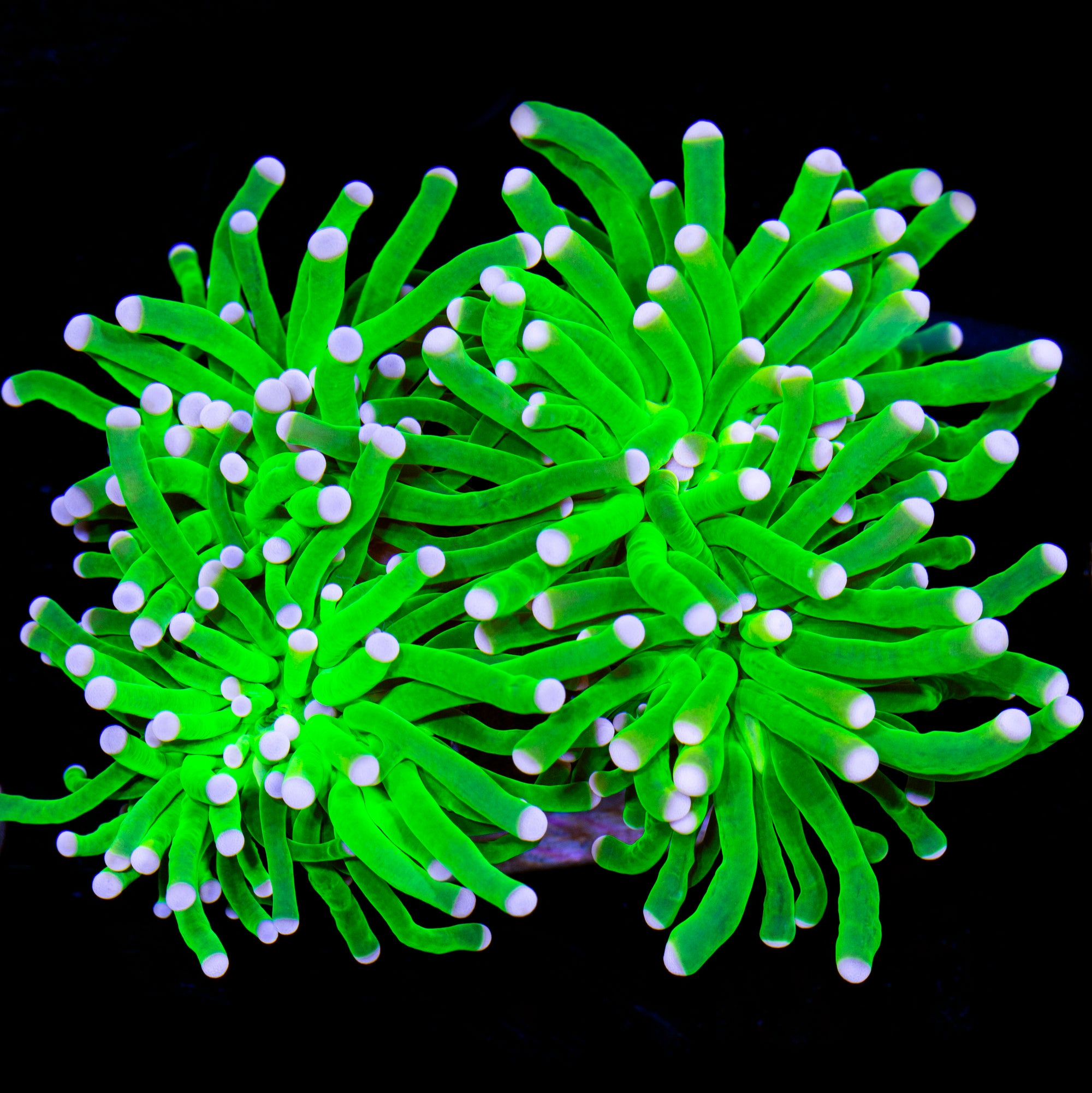 Cotton Candy Torch Coral