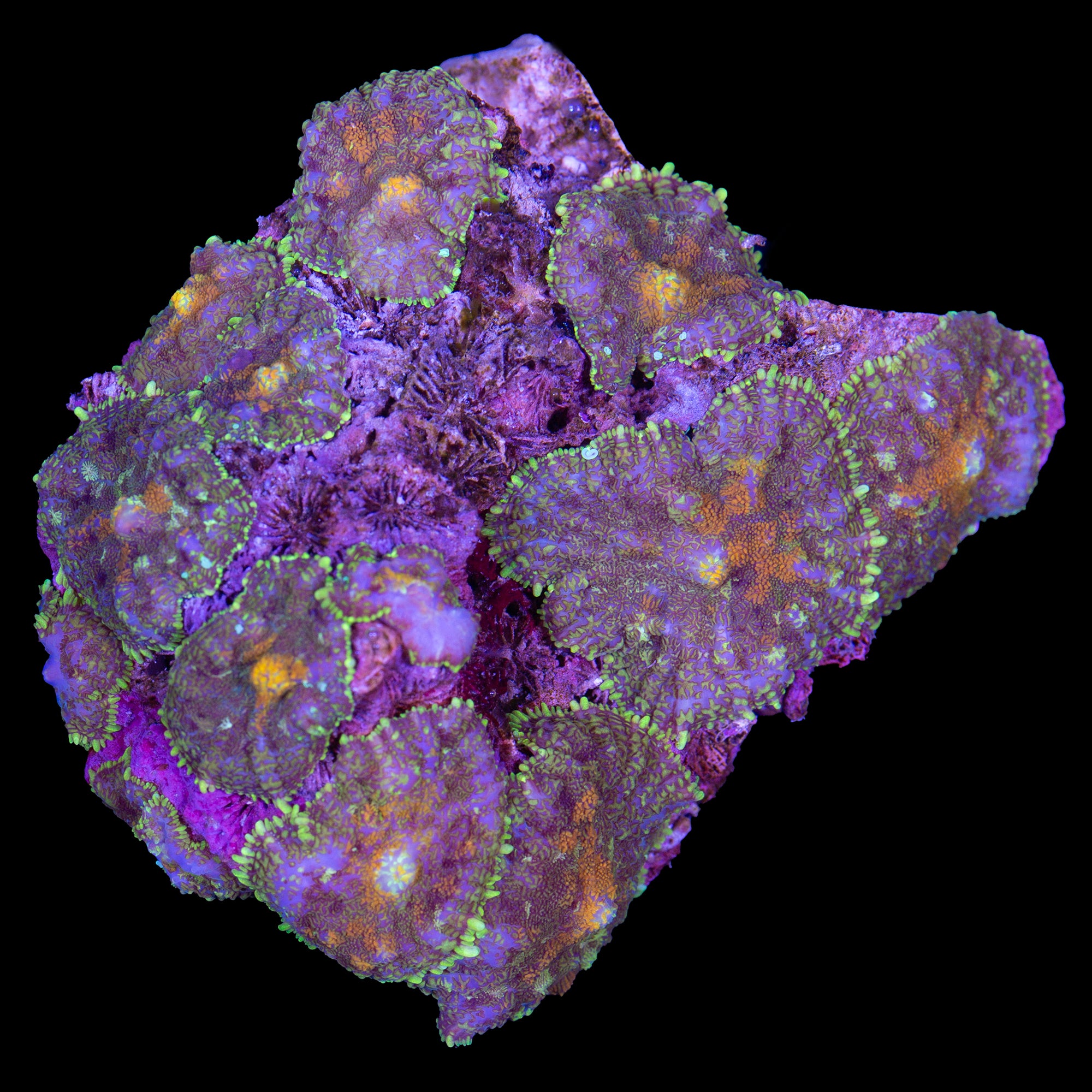 Rhodactis Mushroom Colony