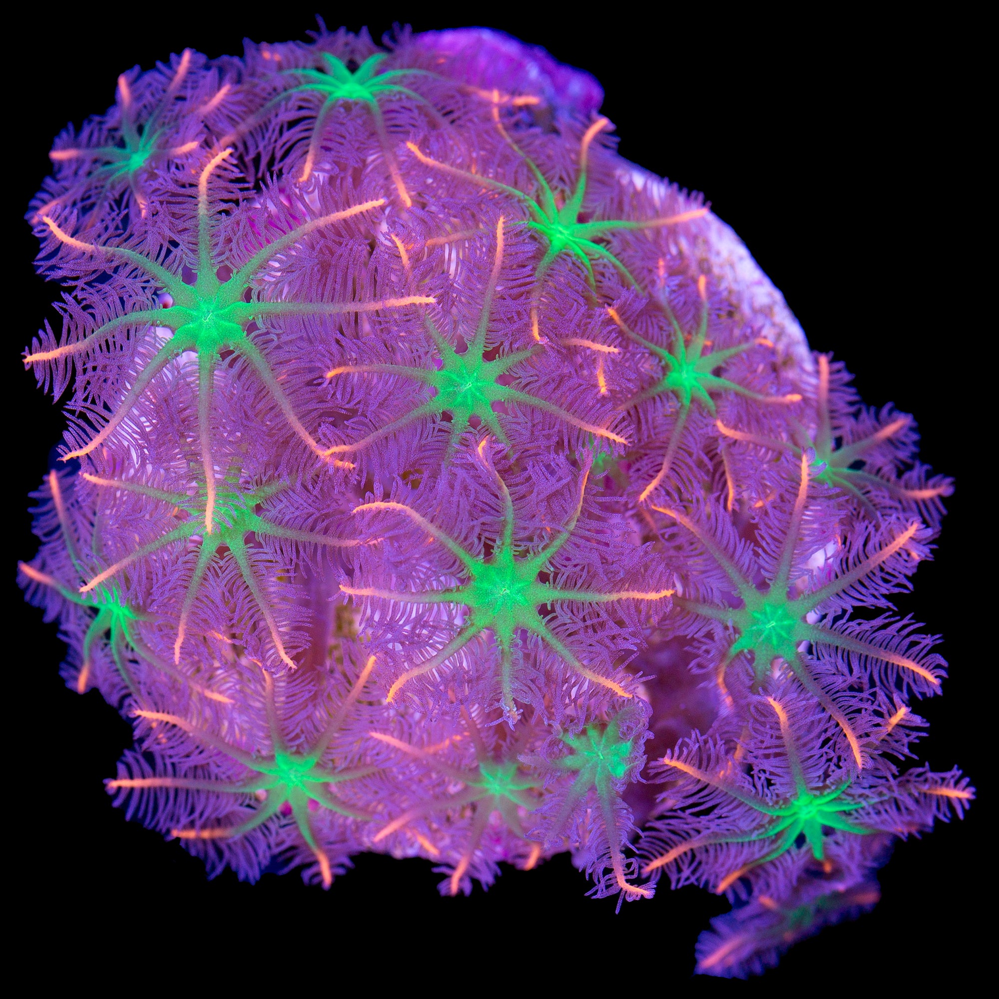 Orange Sunflower Clove Polyps