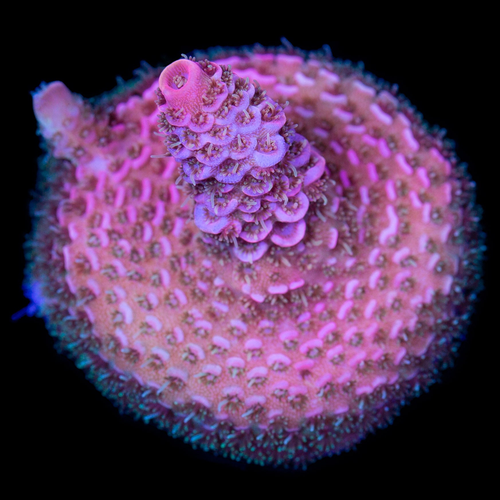 Dreamweaver Millepora Coral