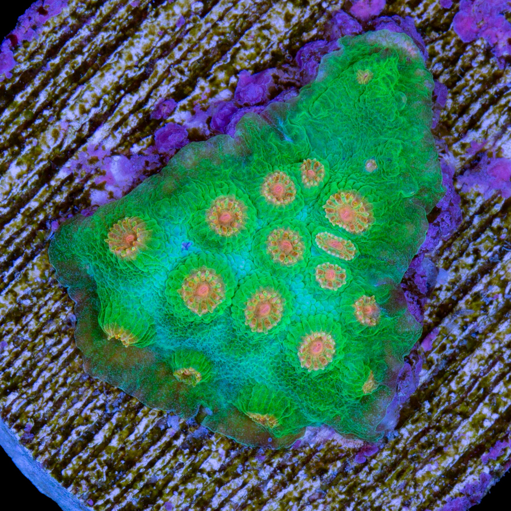 Yellow Eye Green Cyphastrea Coral