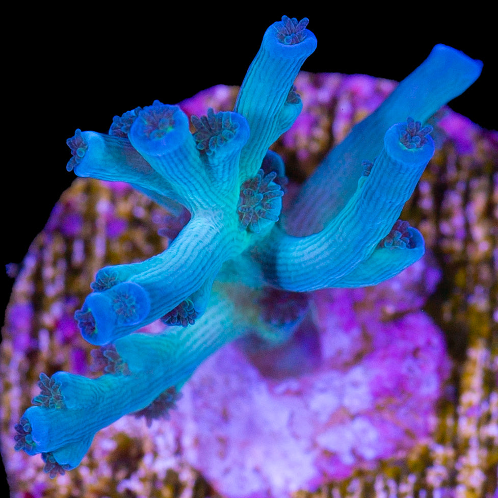 Ice Fire Echinata Acropora Coral
