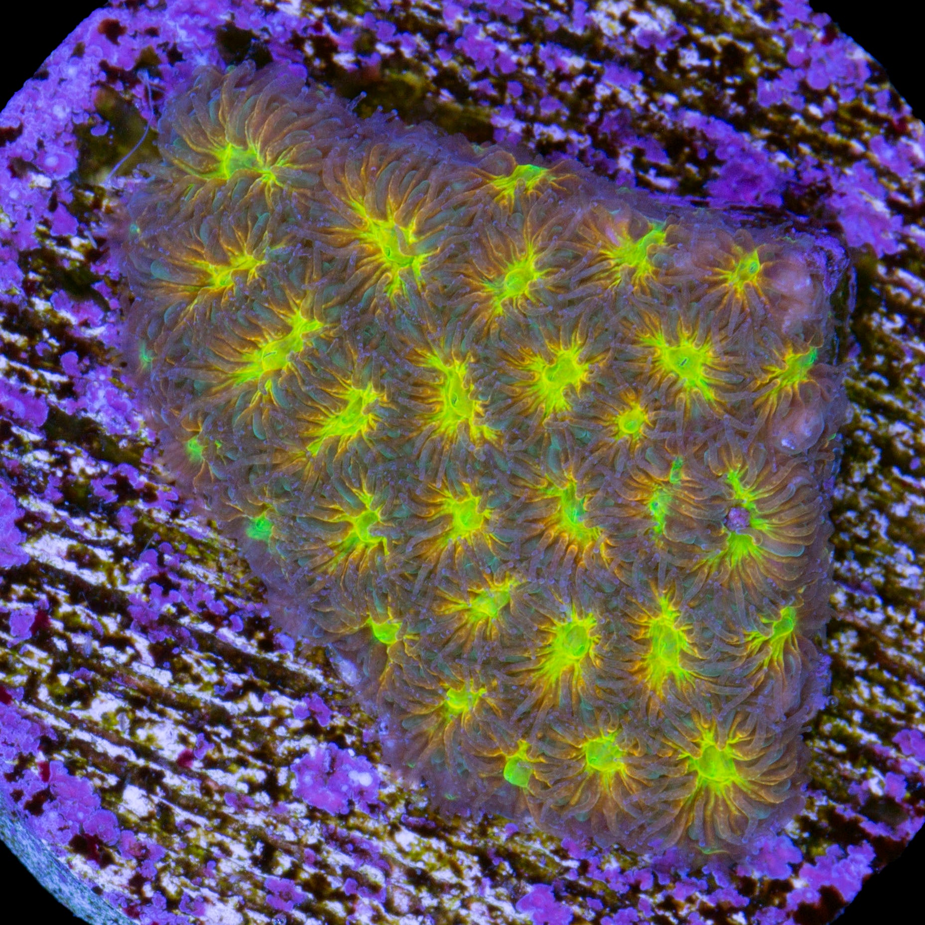John Deere Leptastrea Coral