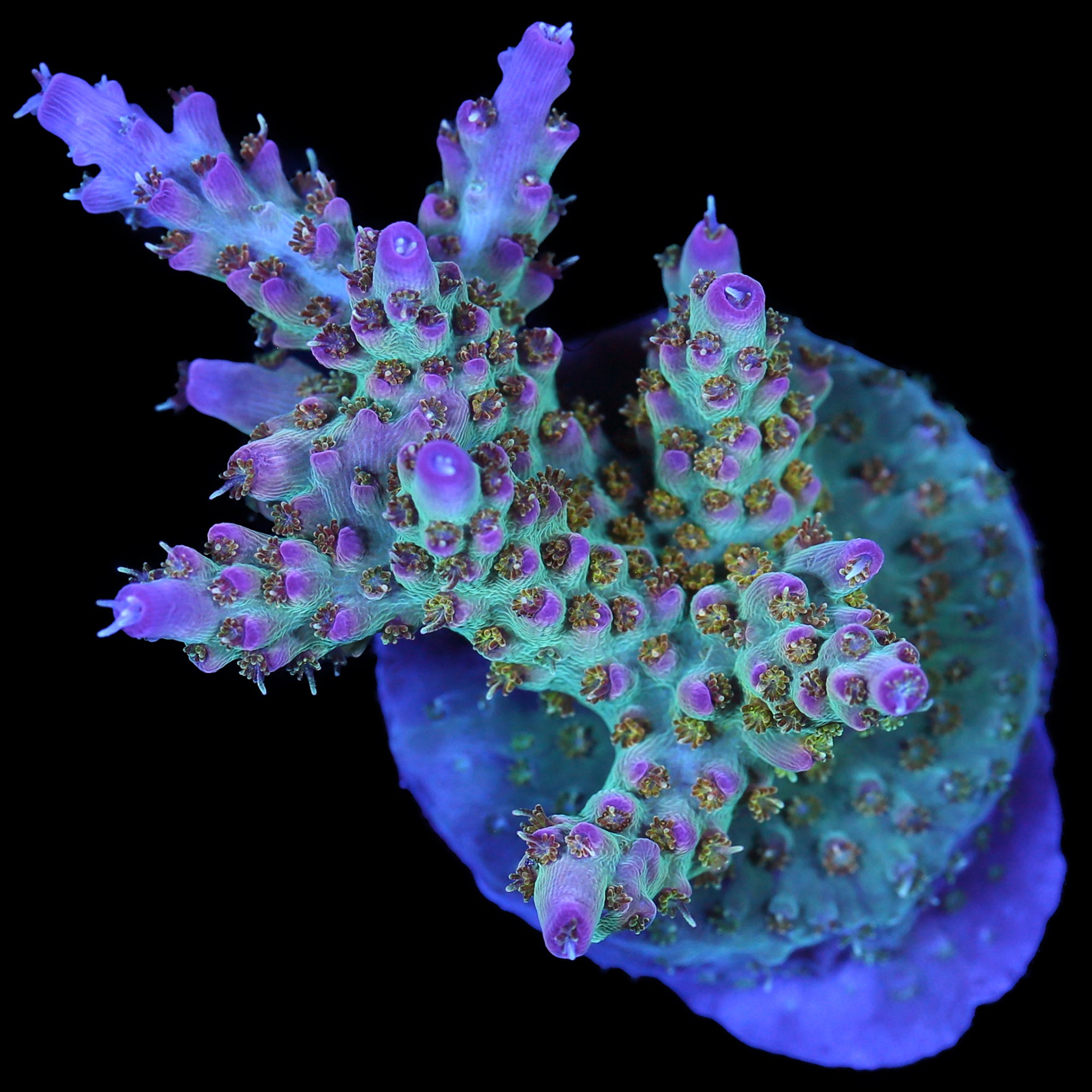 Vivid's Cosmic Twist Acropora Coral - New Release