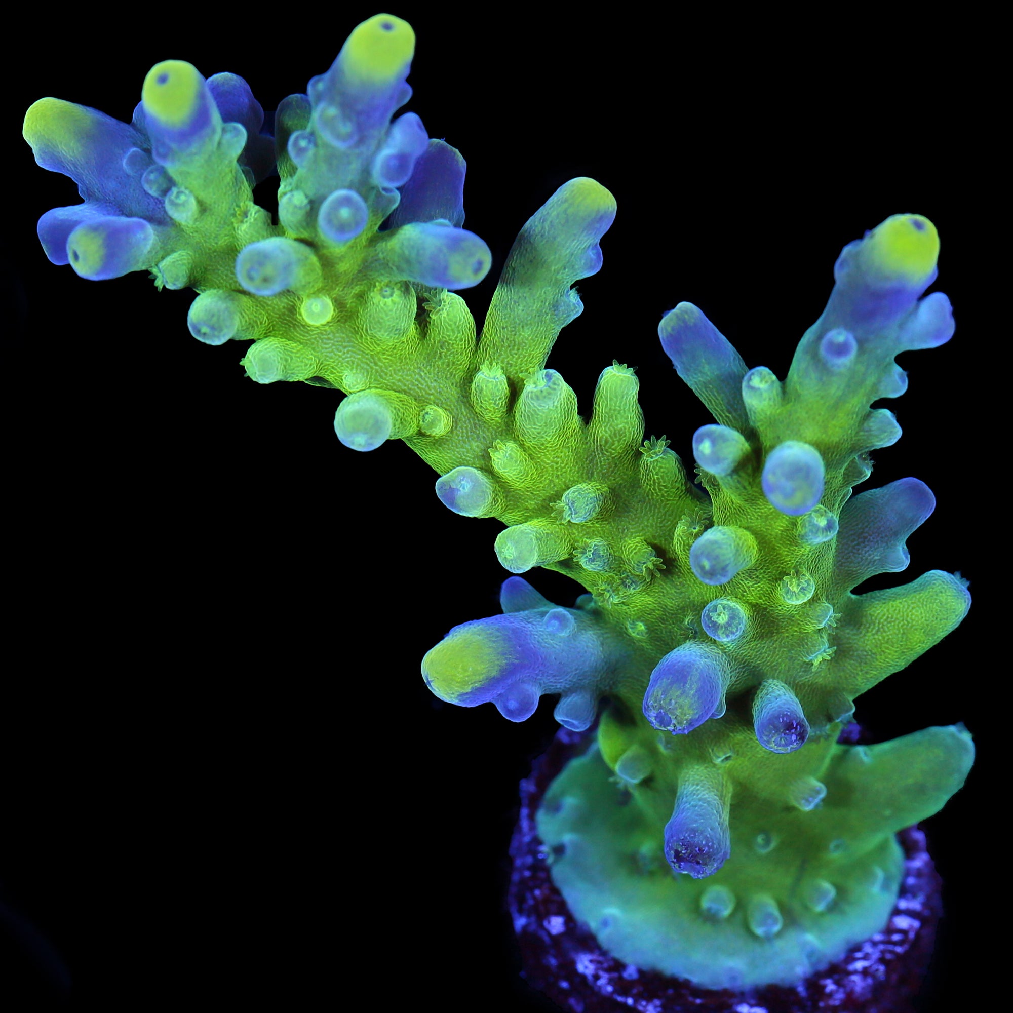Enigma Acropora Coral