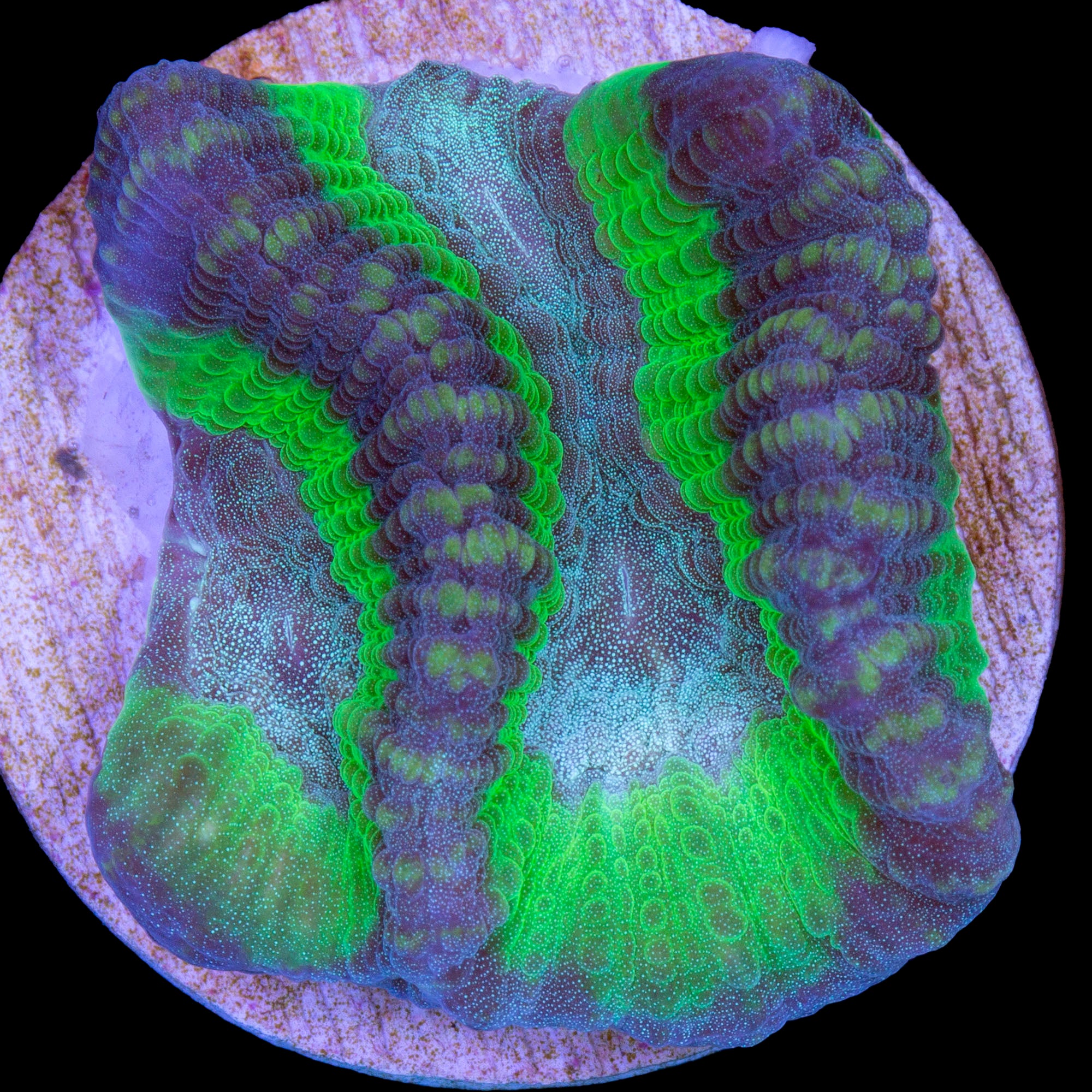 Aussie Oulophyllia Coral - New Release