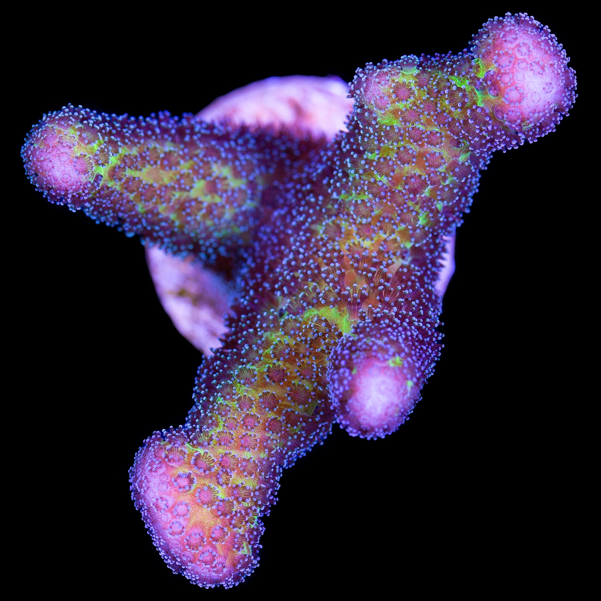 Ultra Stylophora Coral