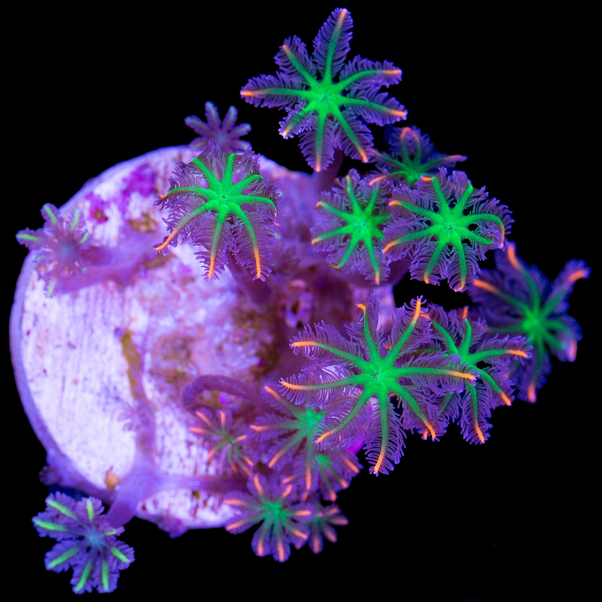 Orange Sunflower Clove Polyps