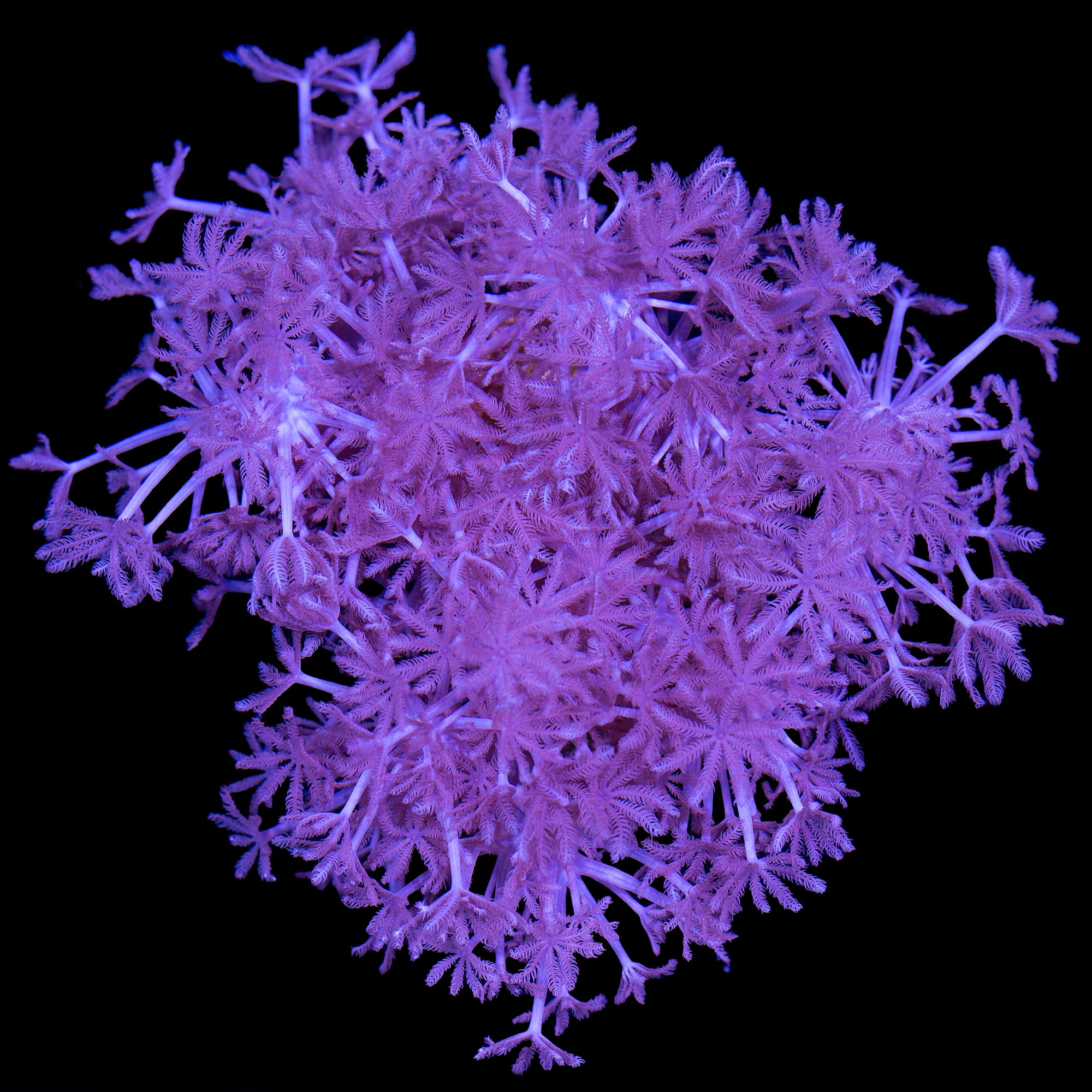 Xenia Coral Colony