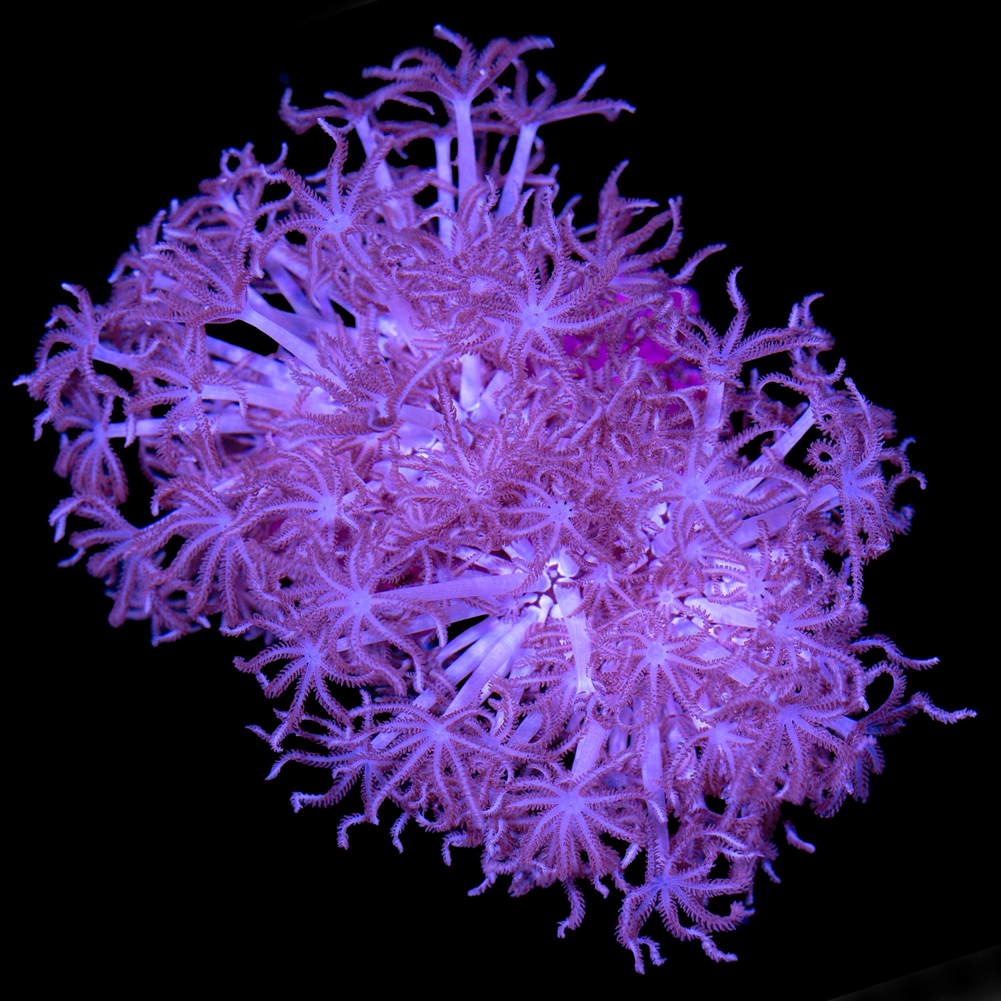 Xenia Coral Colony