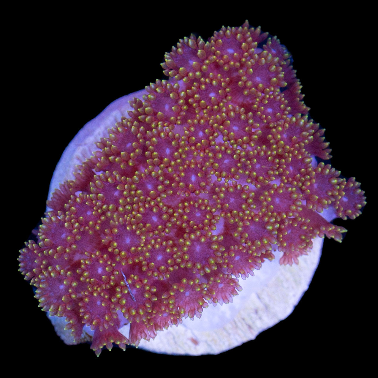 Rainbow Short Tentacle Goniopora Coral