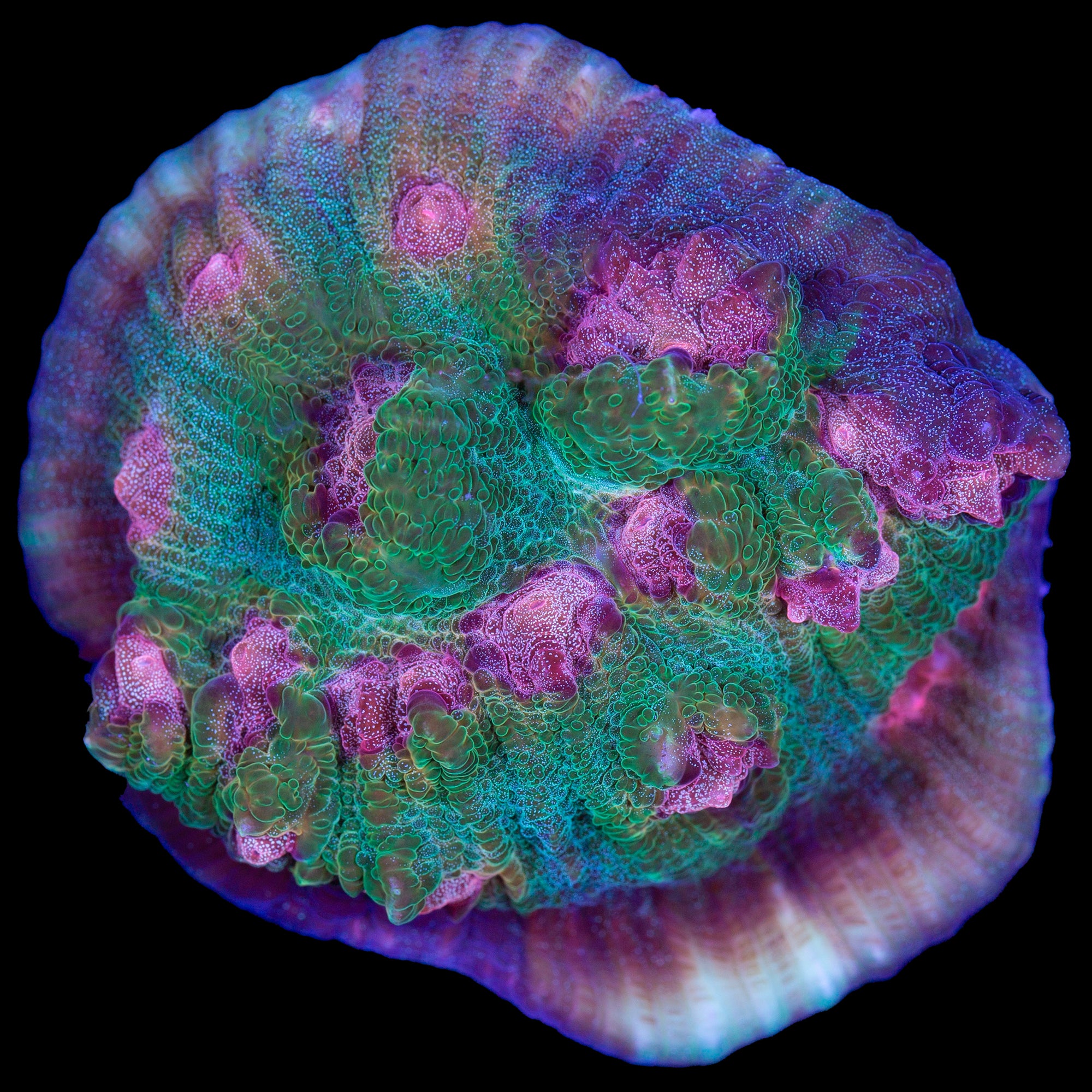 Mindbender Mycedium Coral