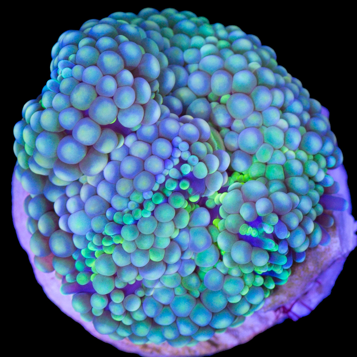 Ultra Ricordea Mushroom