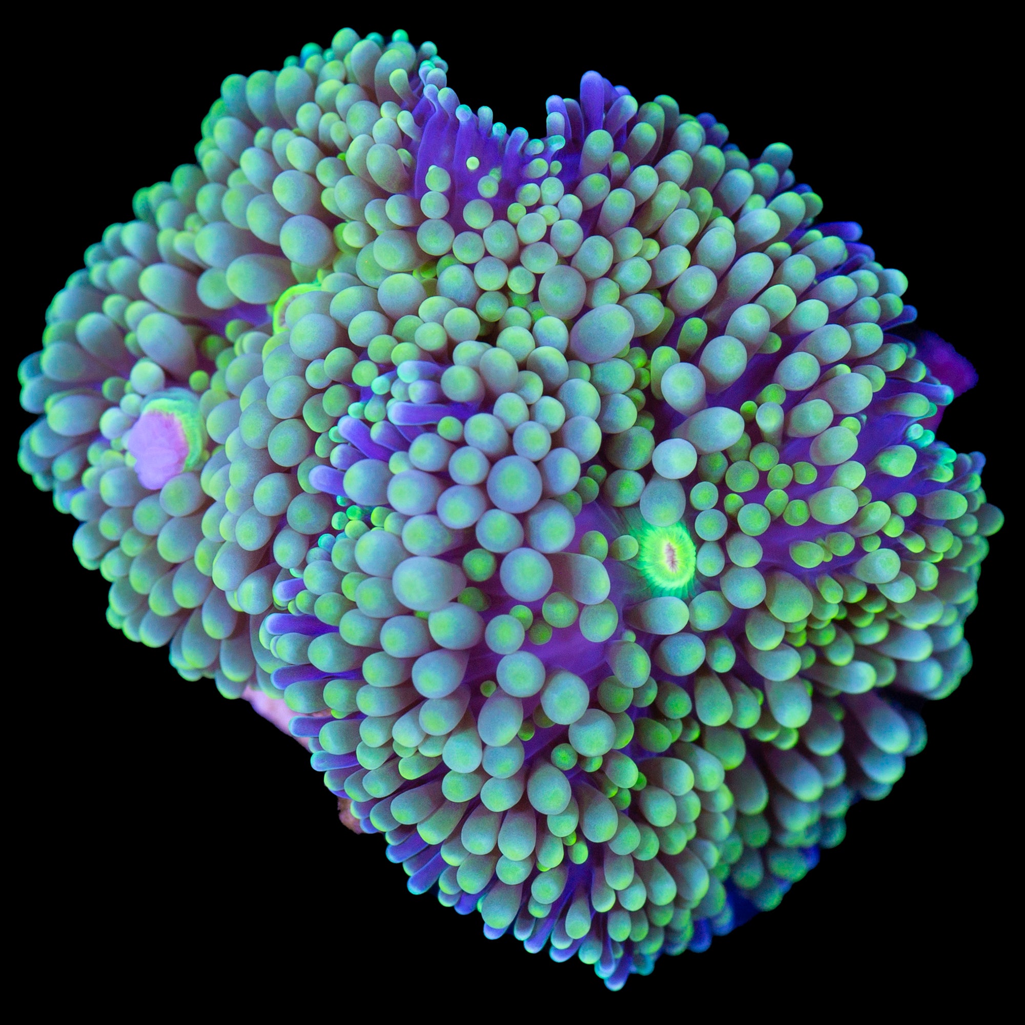 Ultra Ricordea Mushroom