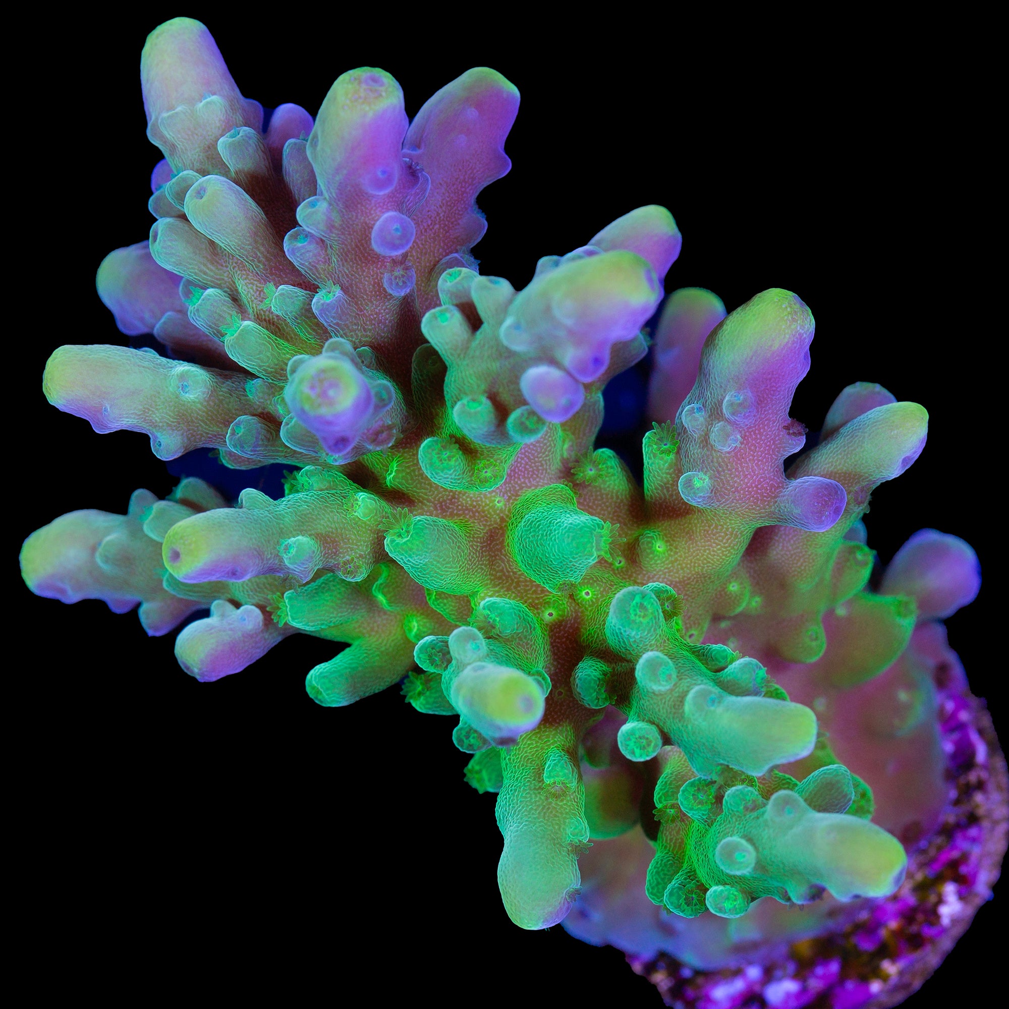 Vivid's Enigma Acropora Coral - XL Frag