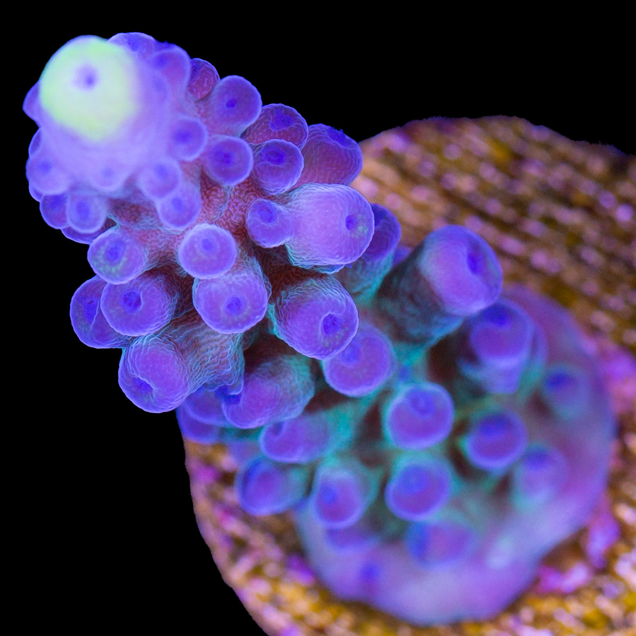 Yellow Tip Tort Acropora Coral