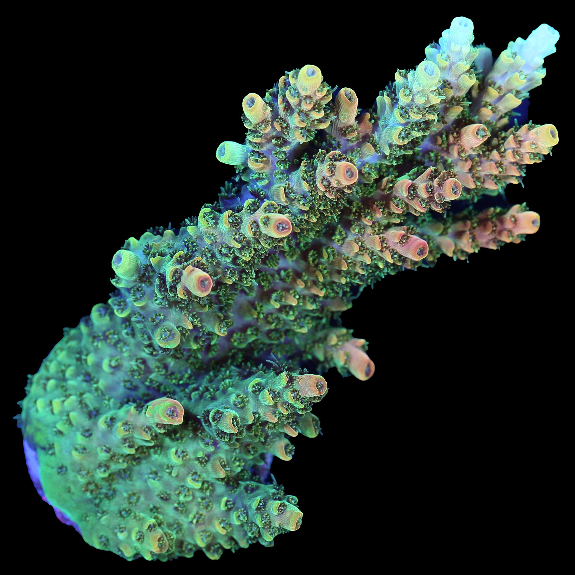 TSA Bill Murray Acropora Coral