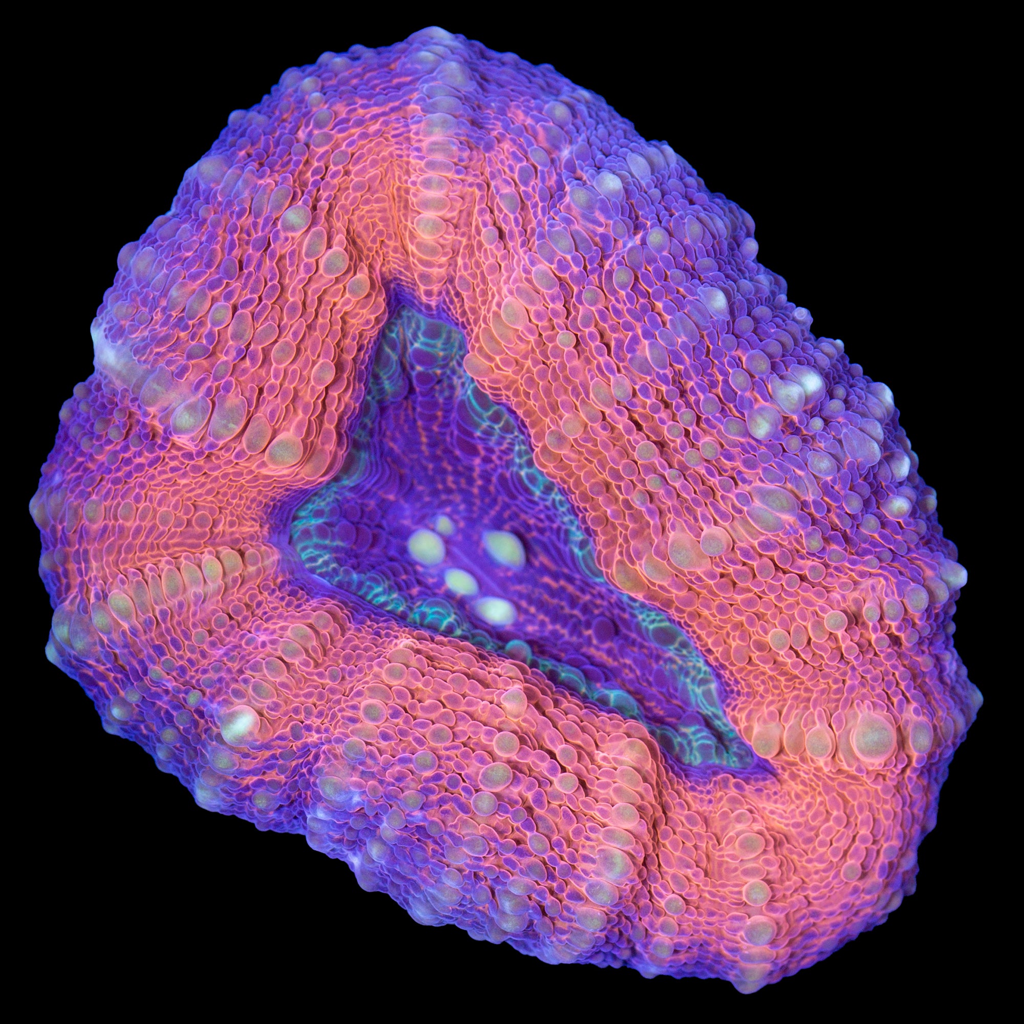 Molten Lobophyllia Coral