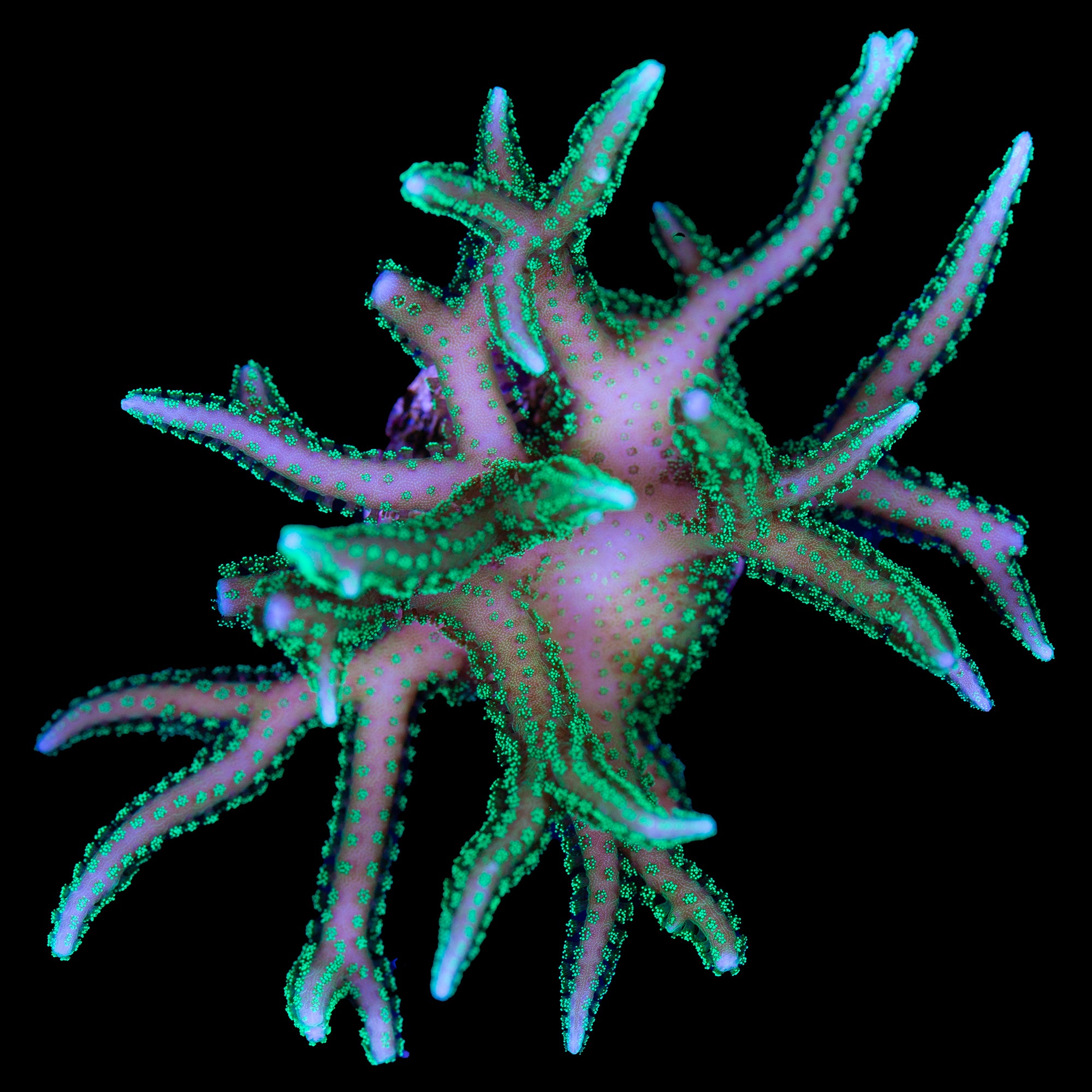 Neon Green Birdsnest Coral