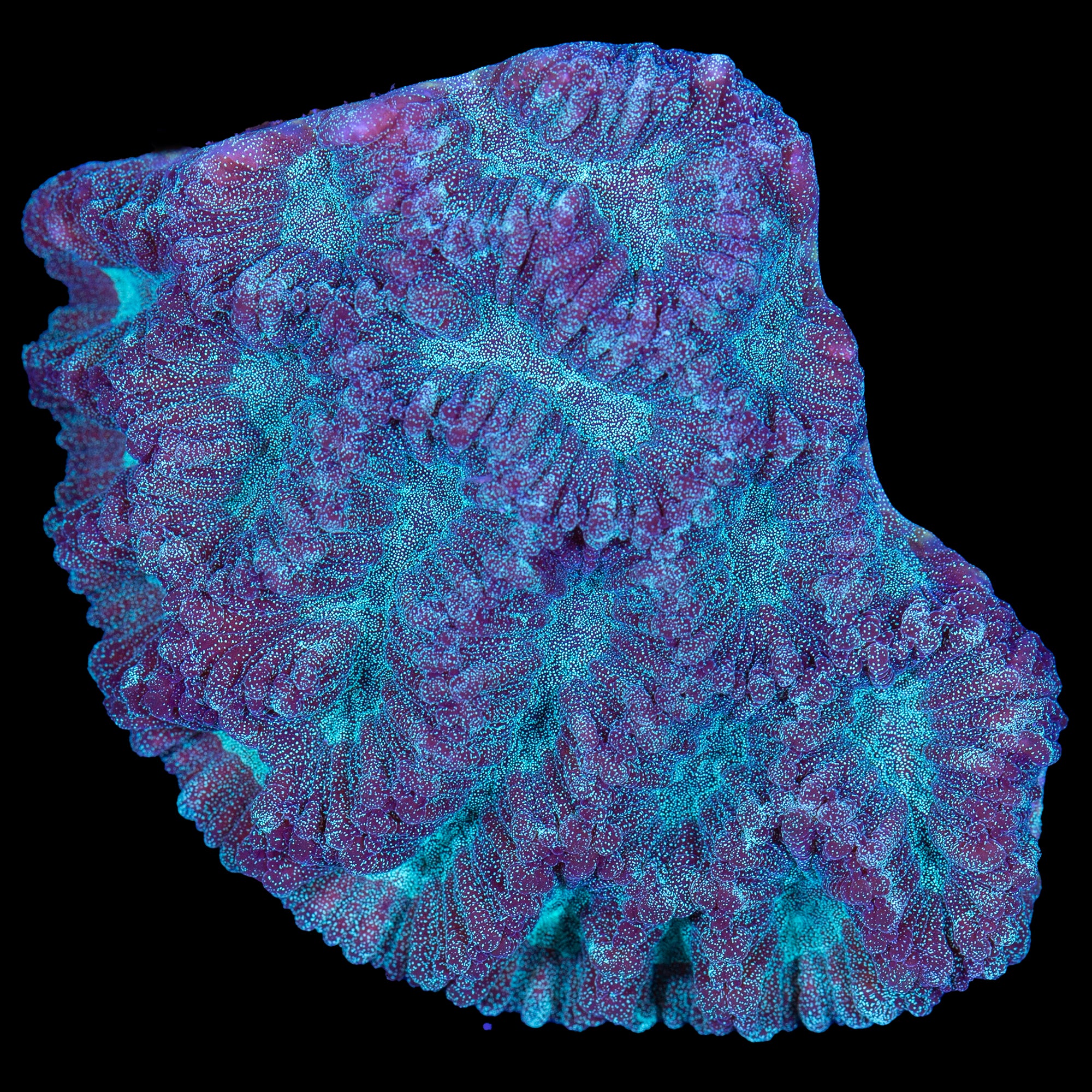 Fiji Maze Brain Coral