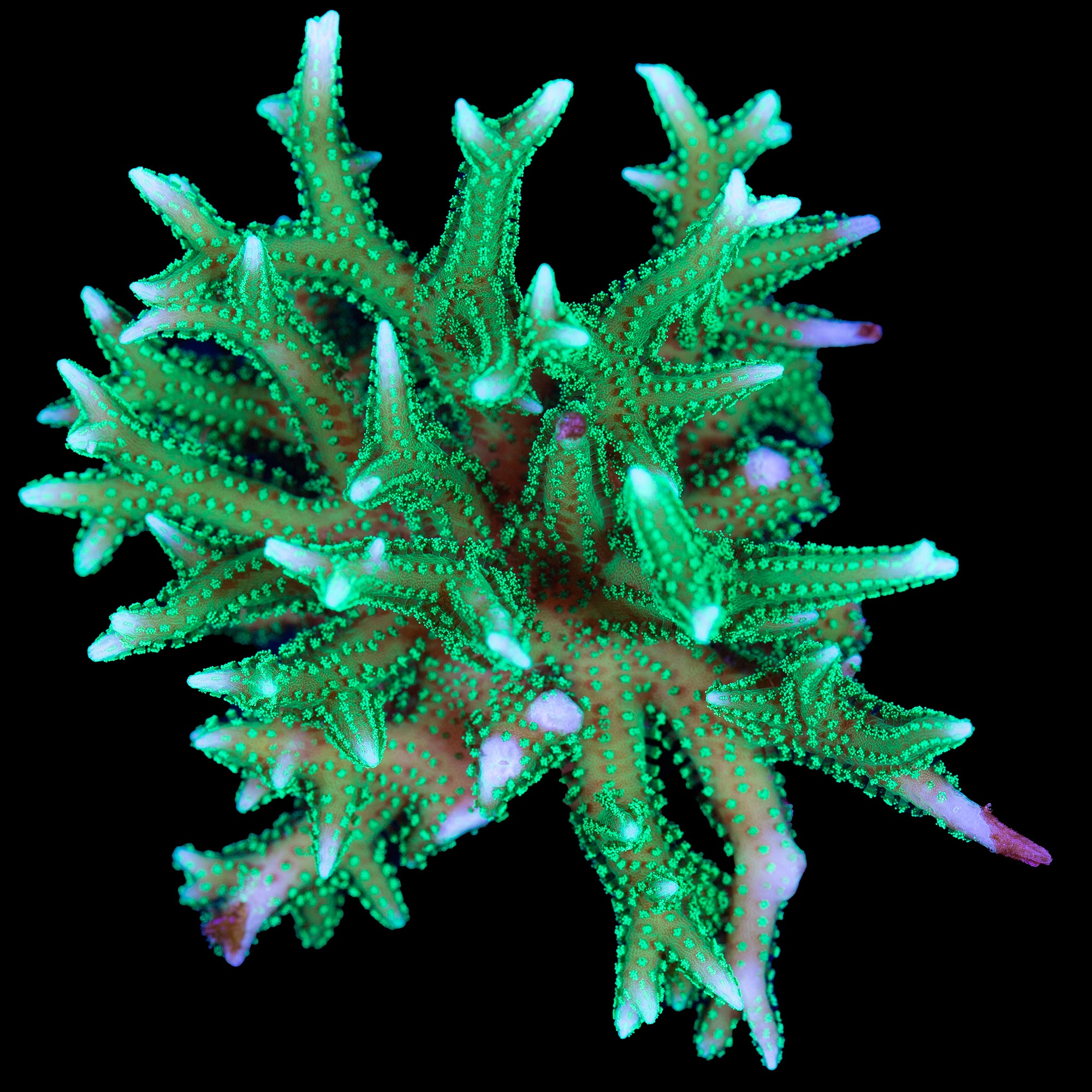 Neon Green Birdsnest Coral