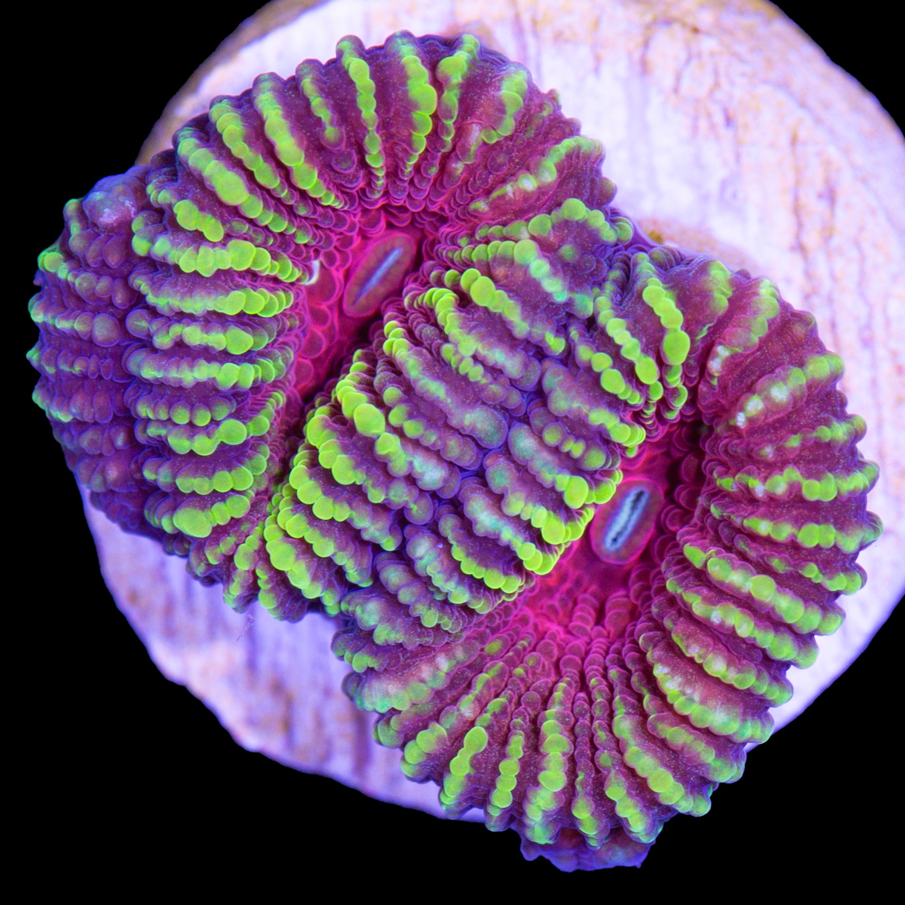 Mayan Sun Favia Coral