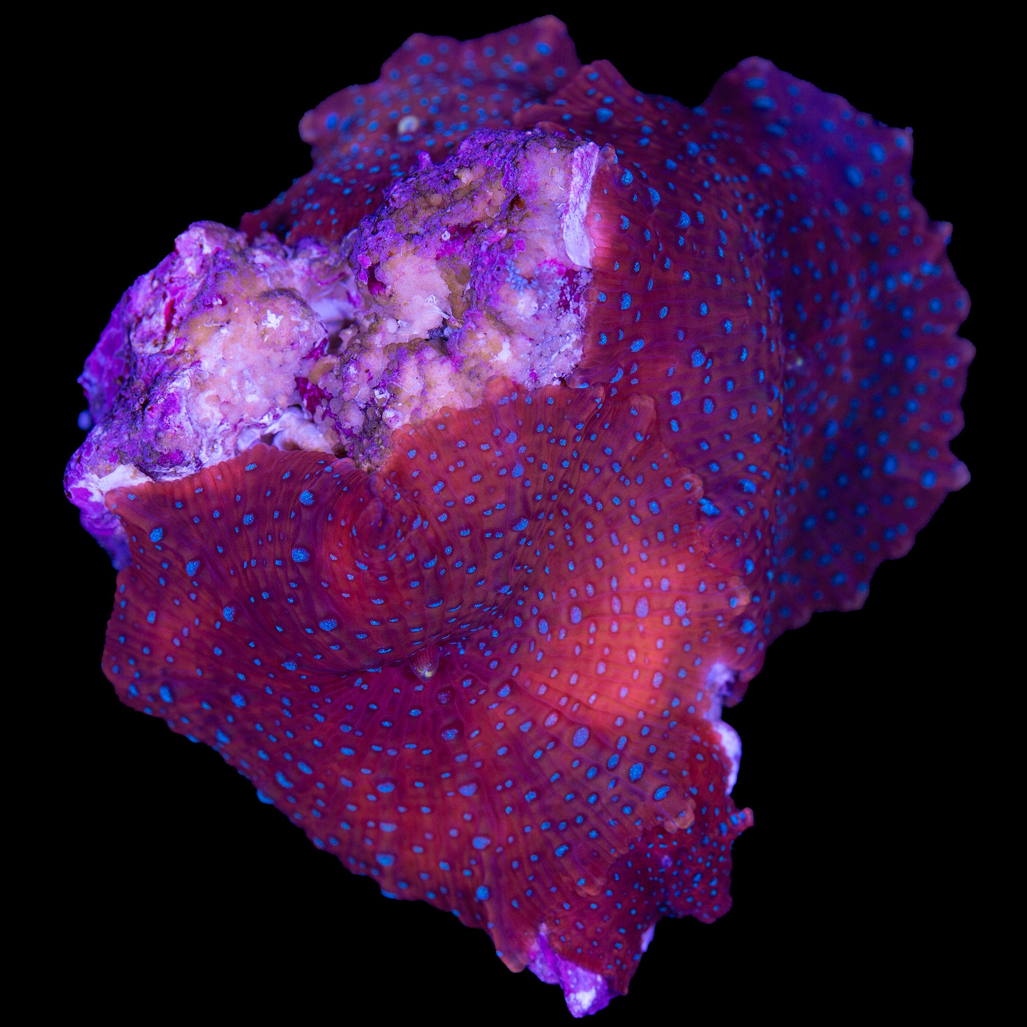 Bluespotted Red Mushrooms