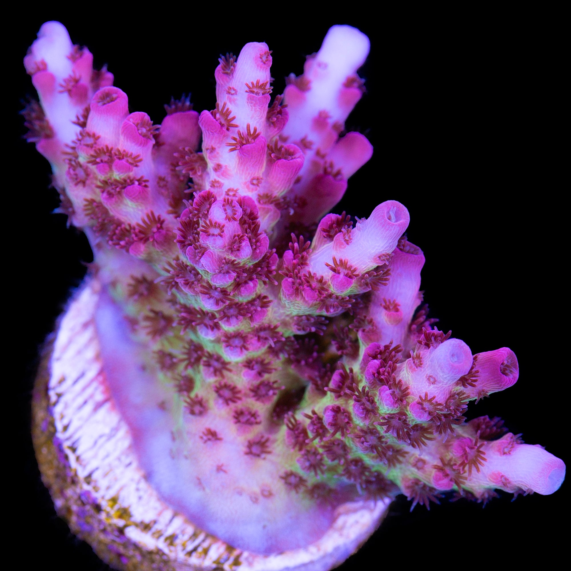 Ultra Tabling Acropora Coral
