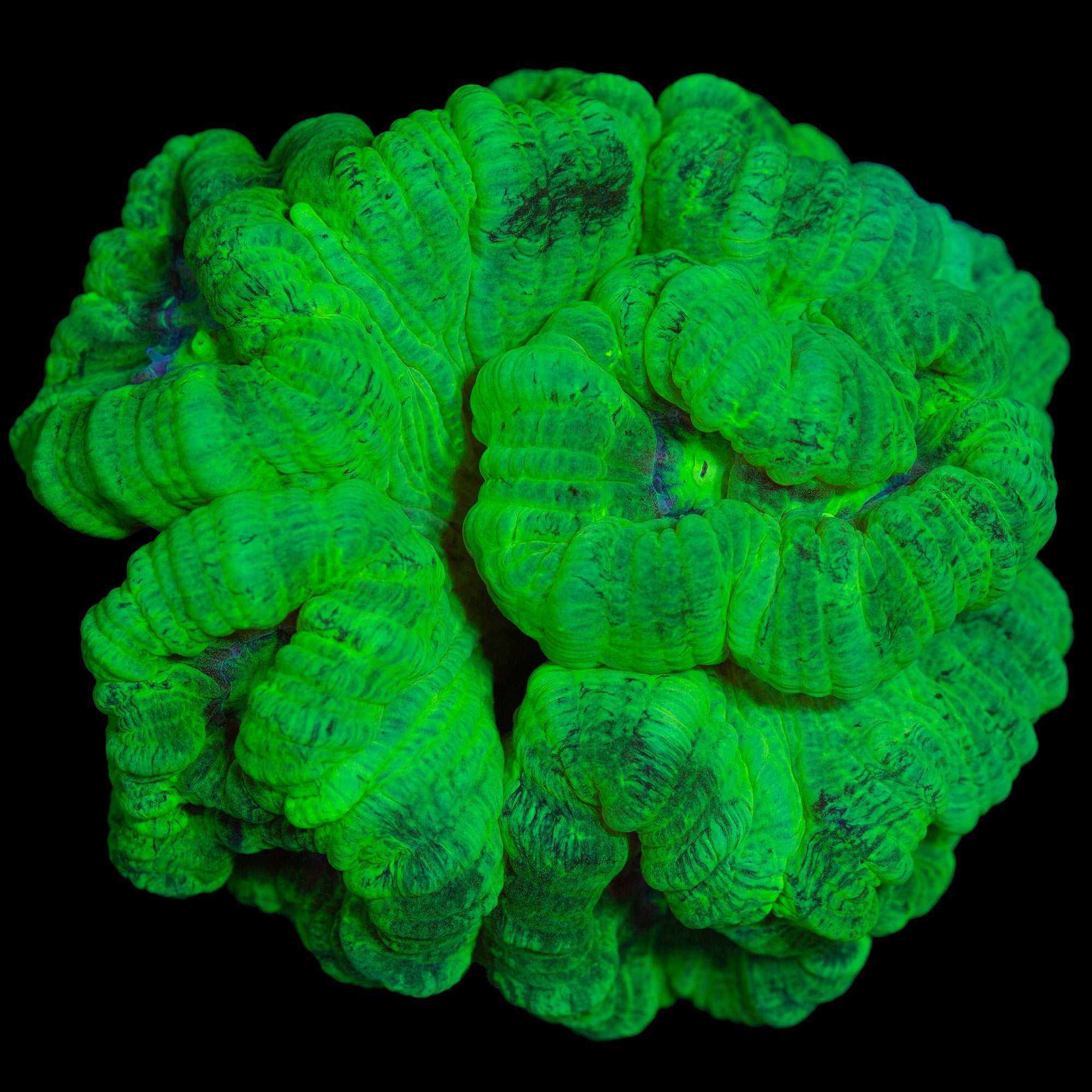 Kryptonite Candy Cane Coral