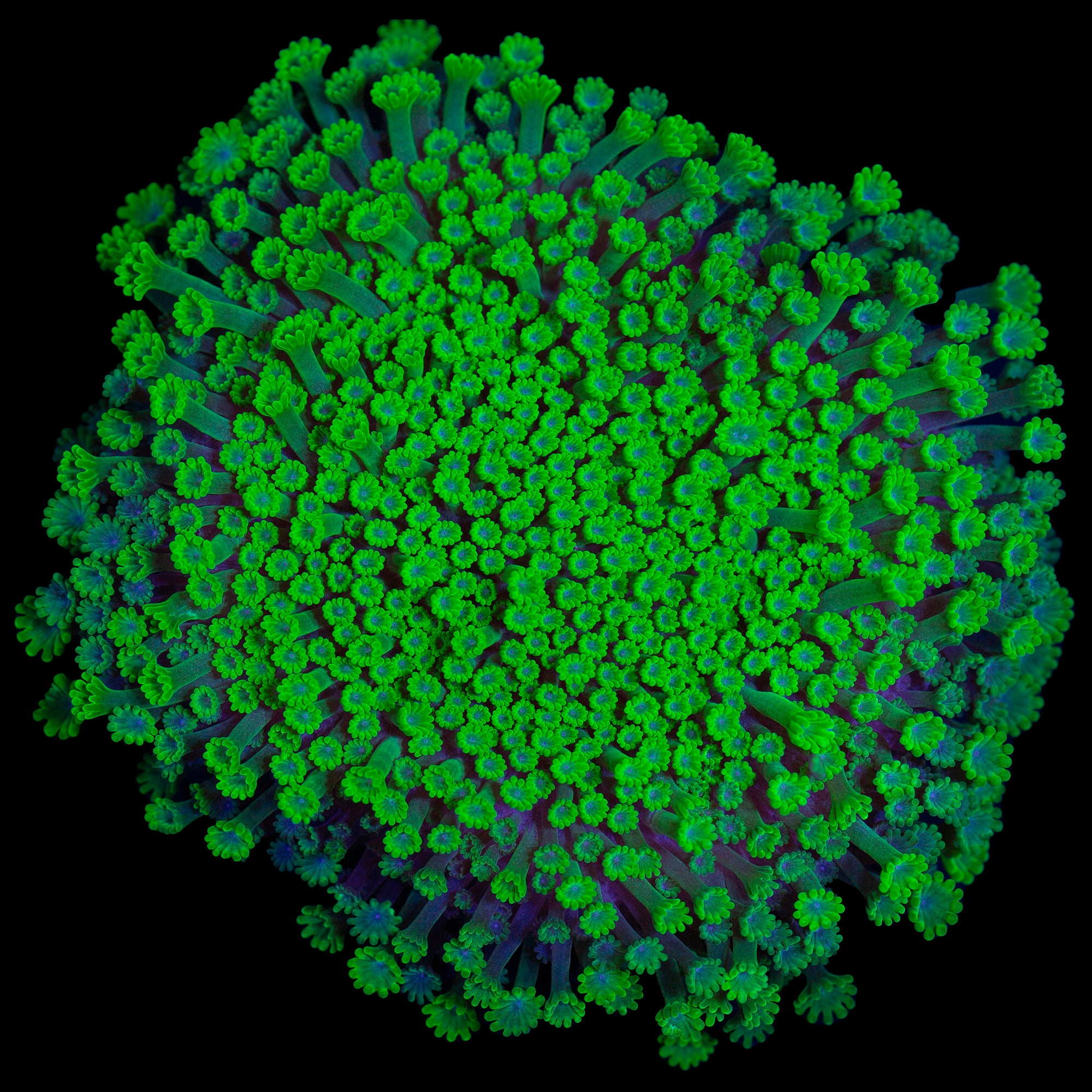 Toxic Bernardpora Coral