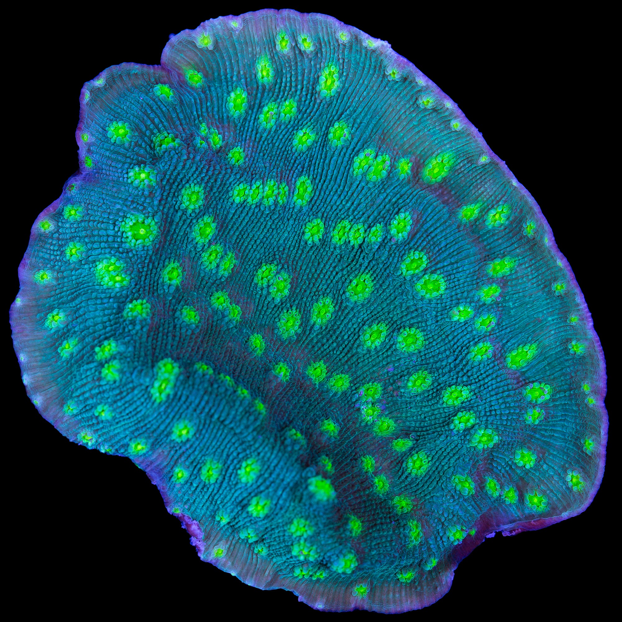 Firefly Echinopora Coral - XL Frag