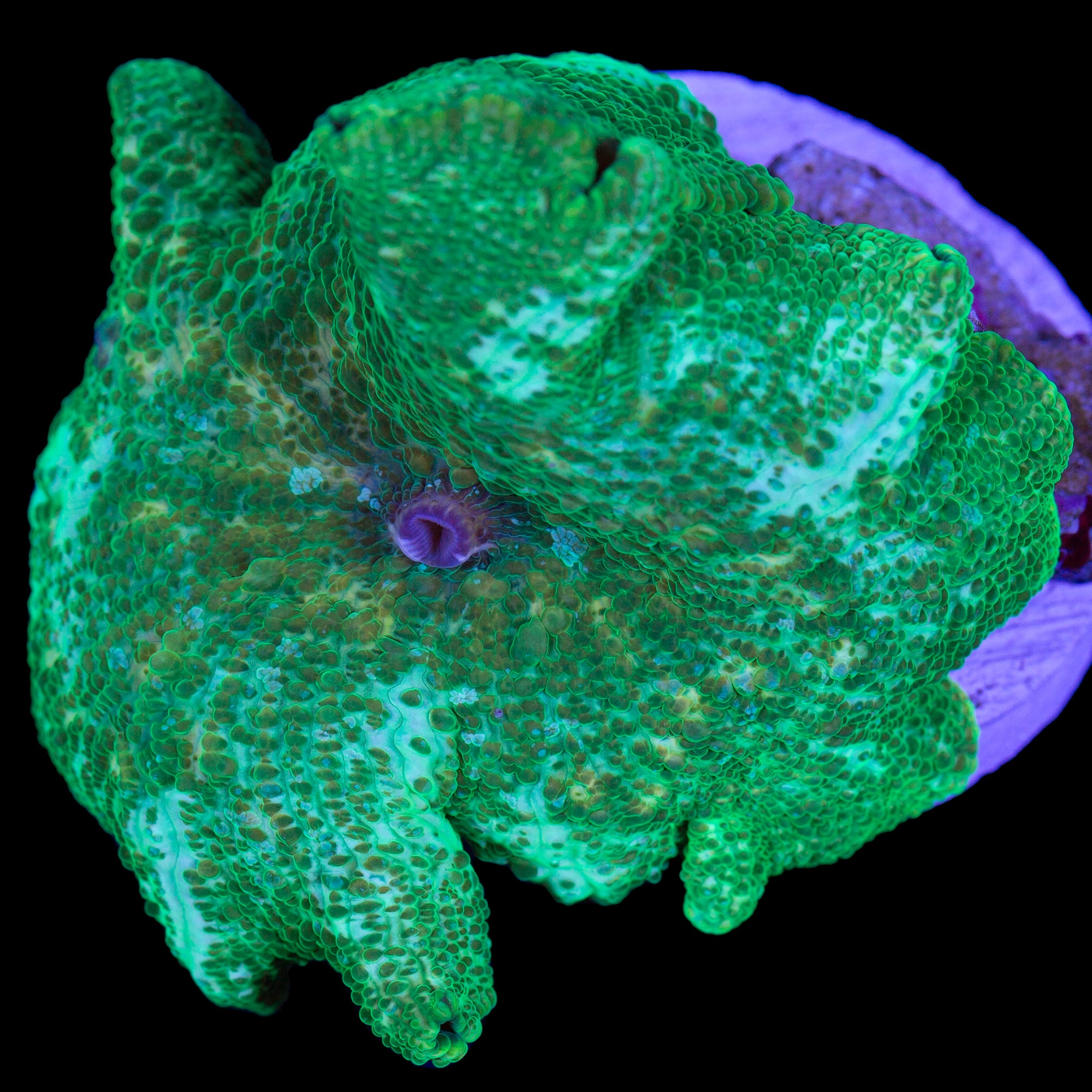 Ultra Green Discosoma Mushroom